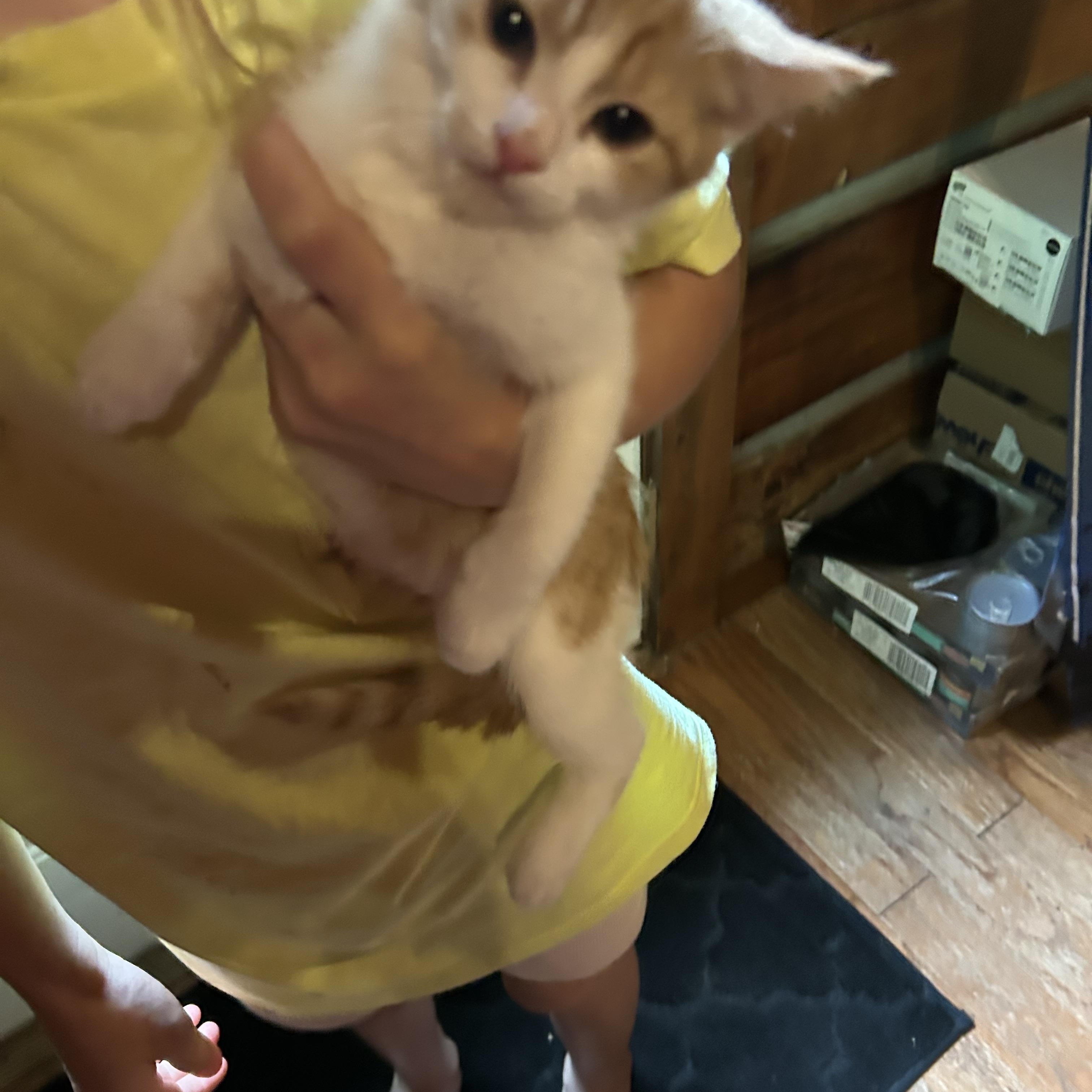 Adelaide, a ADOPTABLE Domestic Short Hair in Kannapolis, NC image 3/3