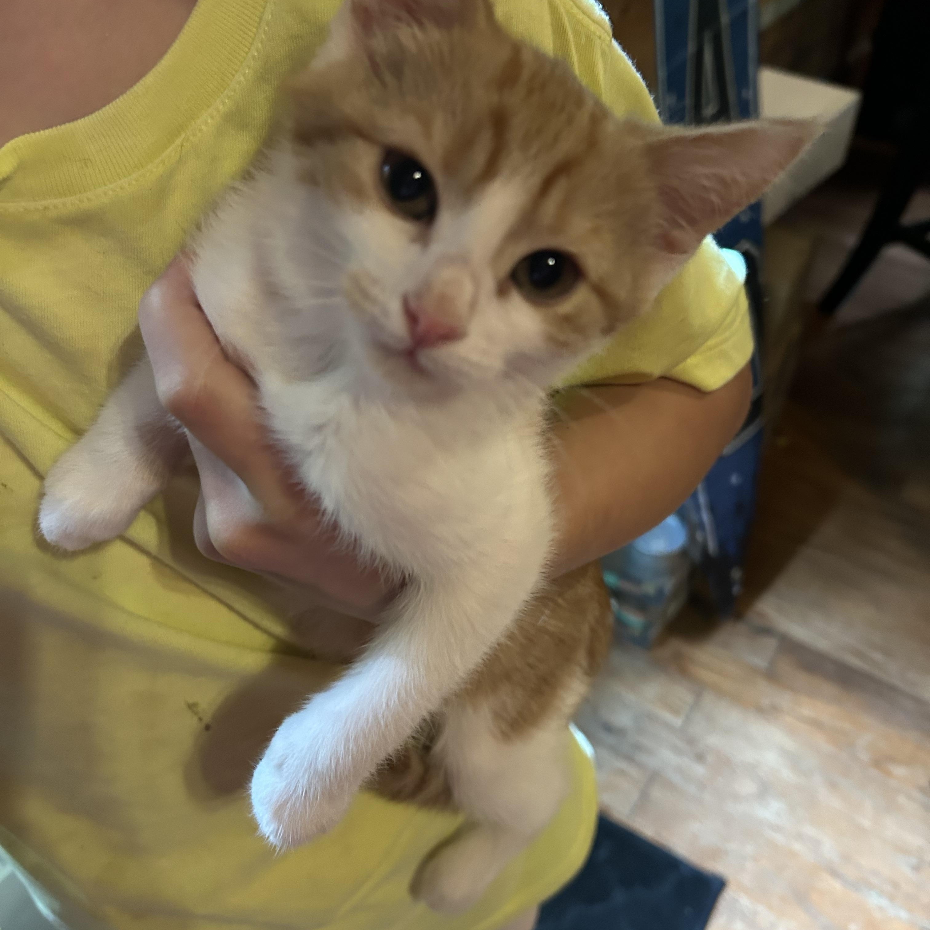 Adelaide, a ADOPTABLE Domestic Short Hair in Kannapolis, NC image 2/3