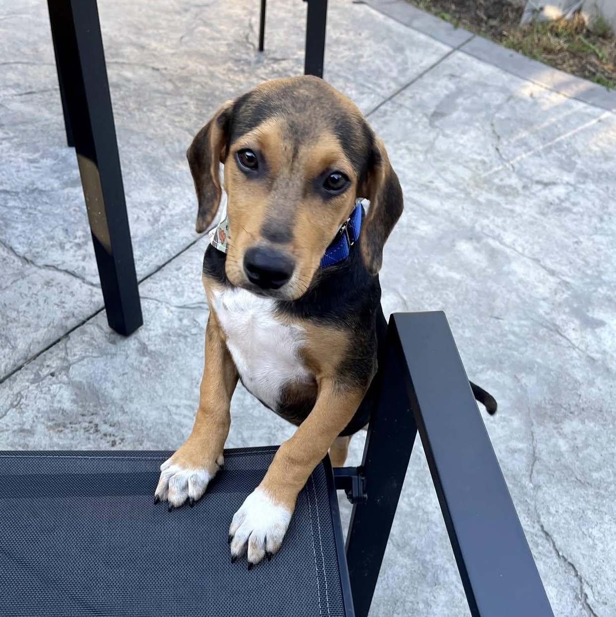 Enlarge Boo, a Adoptable mixed breed in Albany, NY image 2/6