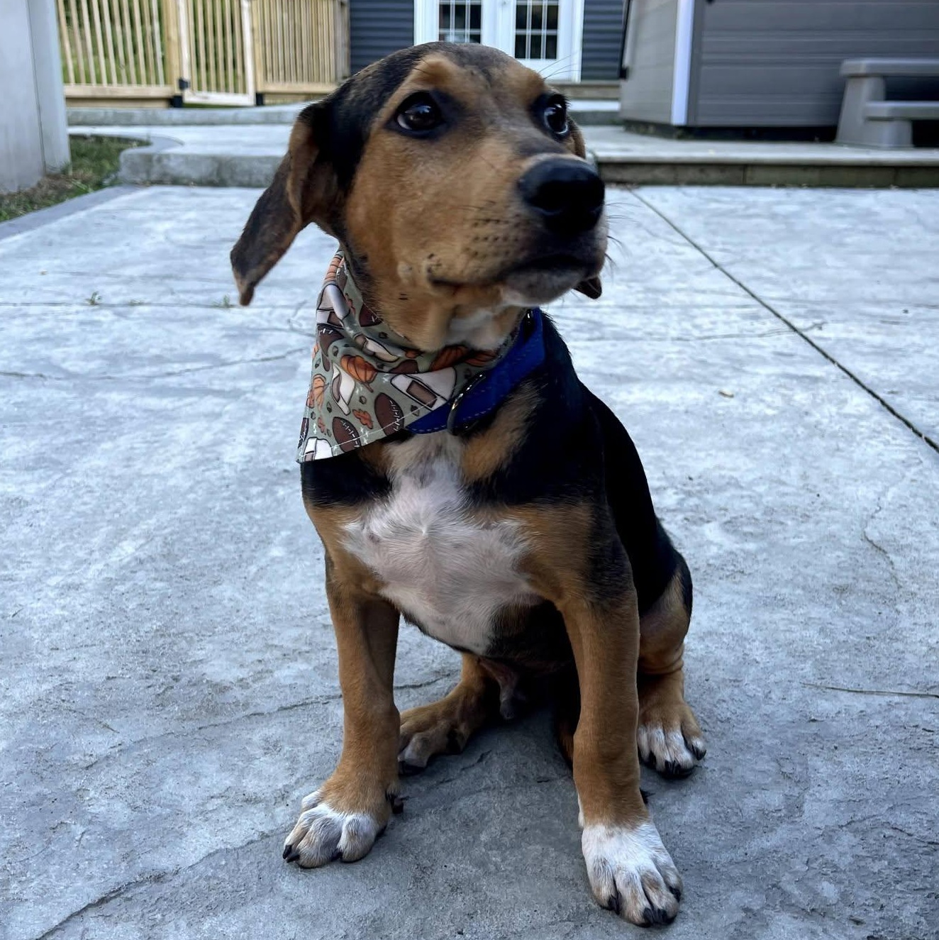 Boo, Adoptable, Puppy Male Hound.