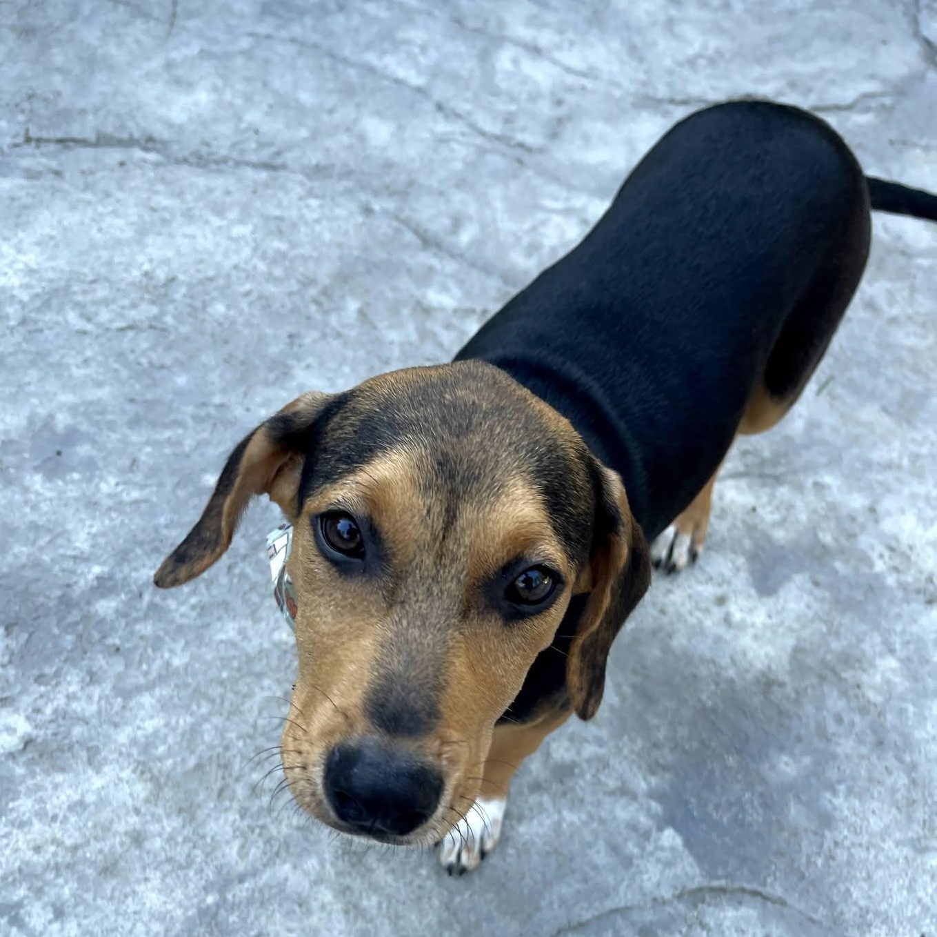 Enlarge Boo, a Adoptable mixed breed in Albany, NY image 3/6