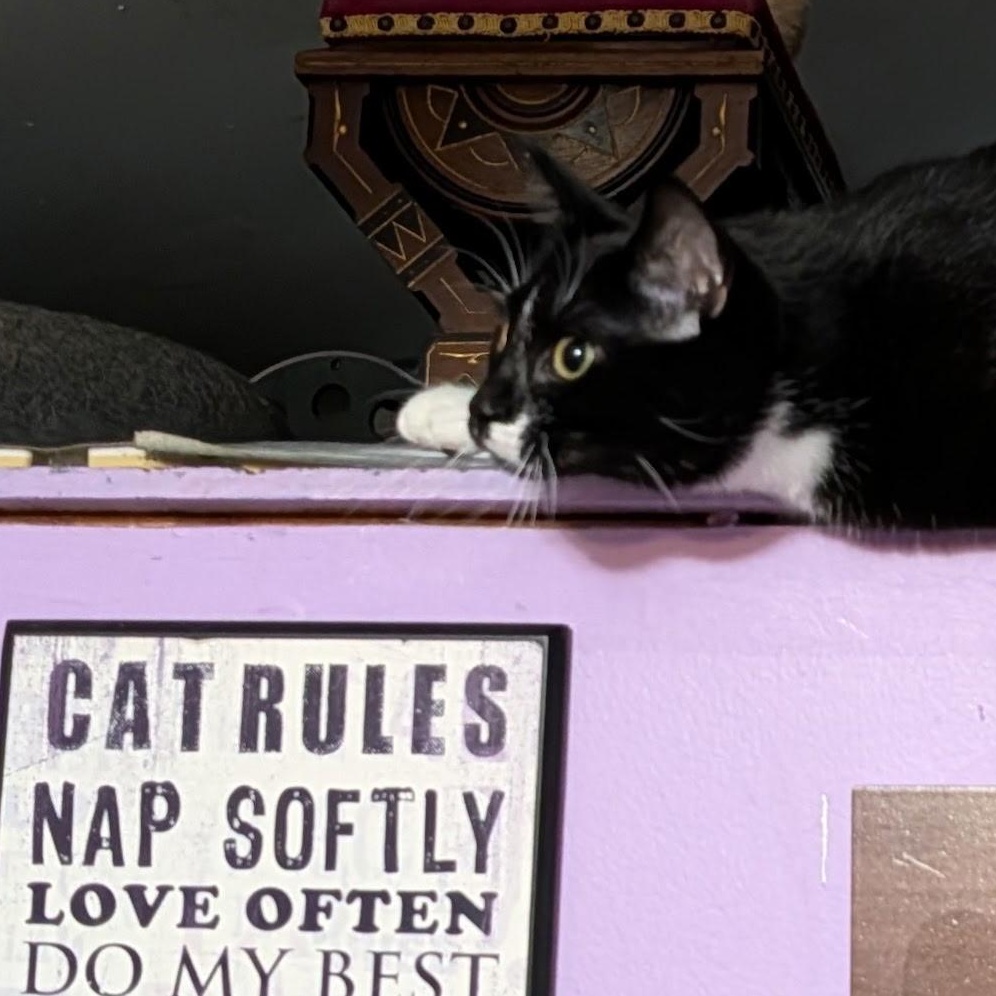 Gibby, Adoptable, Young Male Domestic Short Hair.