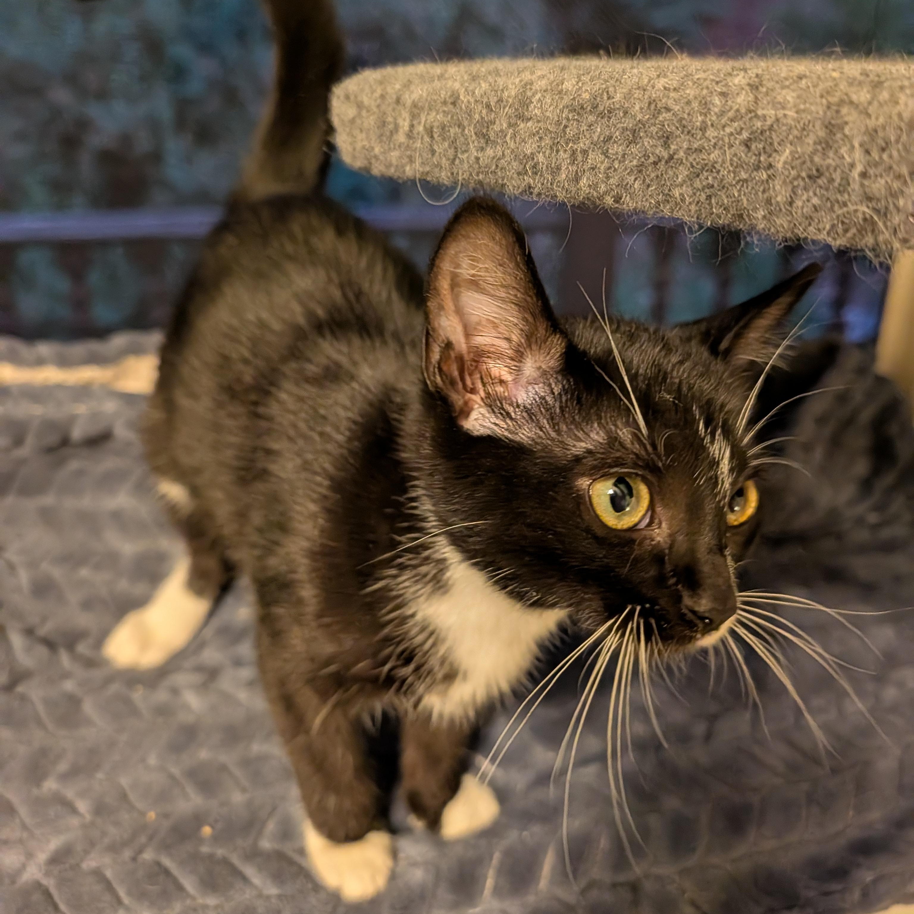 Gibby, a Adoptable Domestic Short Hair in Huntington, MA image 5/6