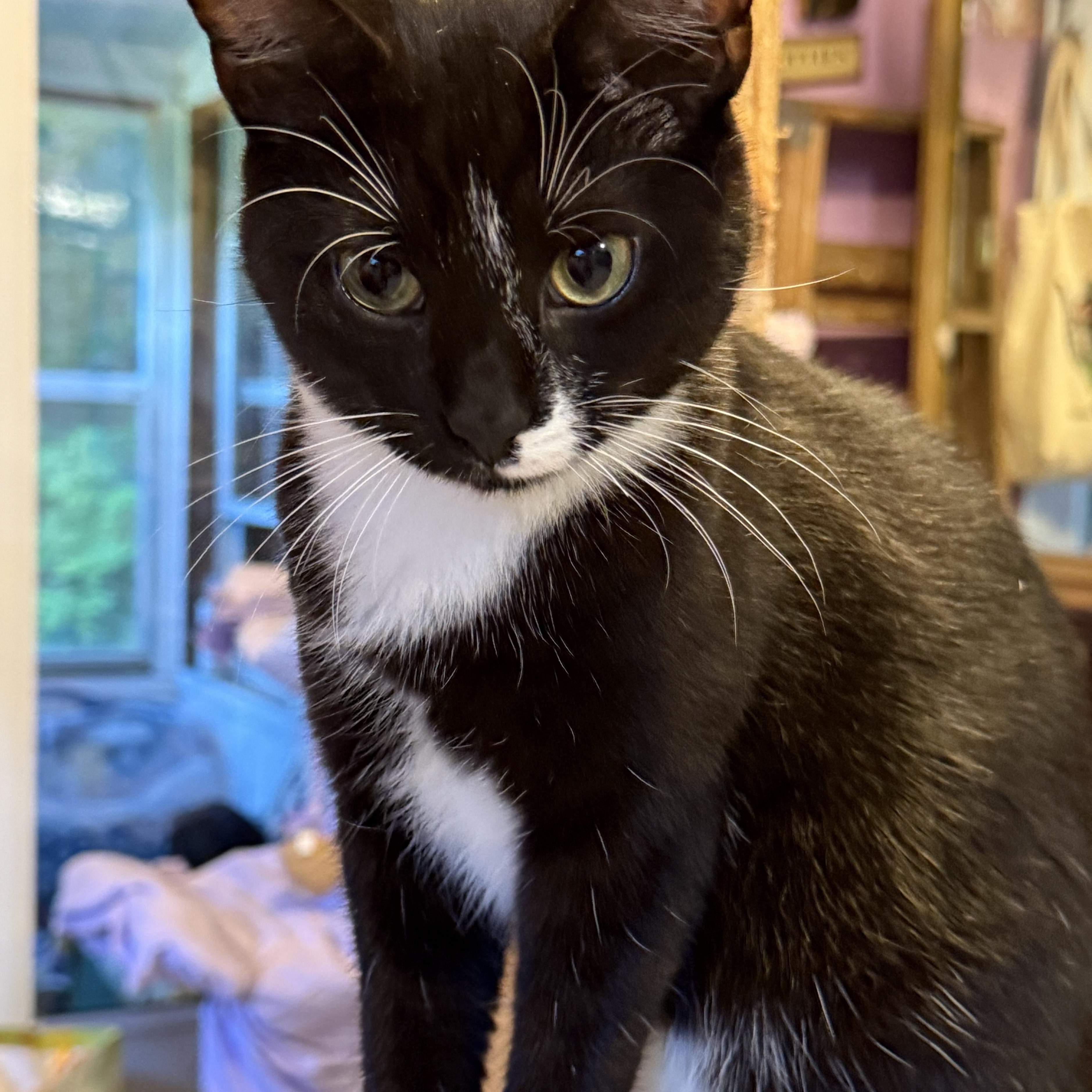 Gibby, Adoptable, Kitten Male Domestic Short Hair.