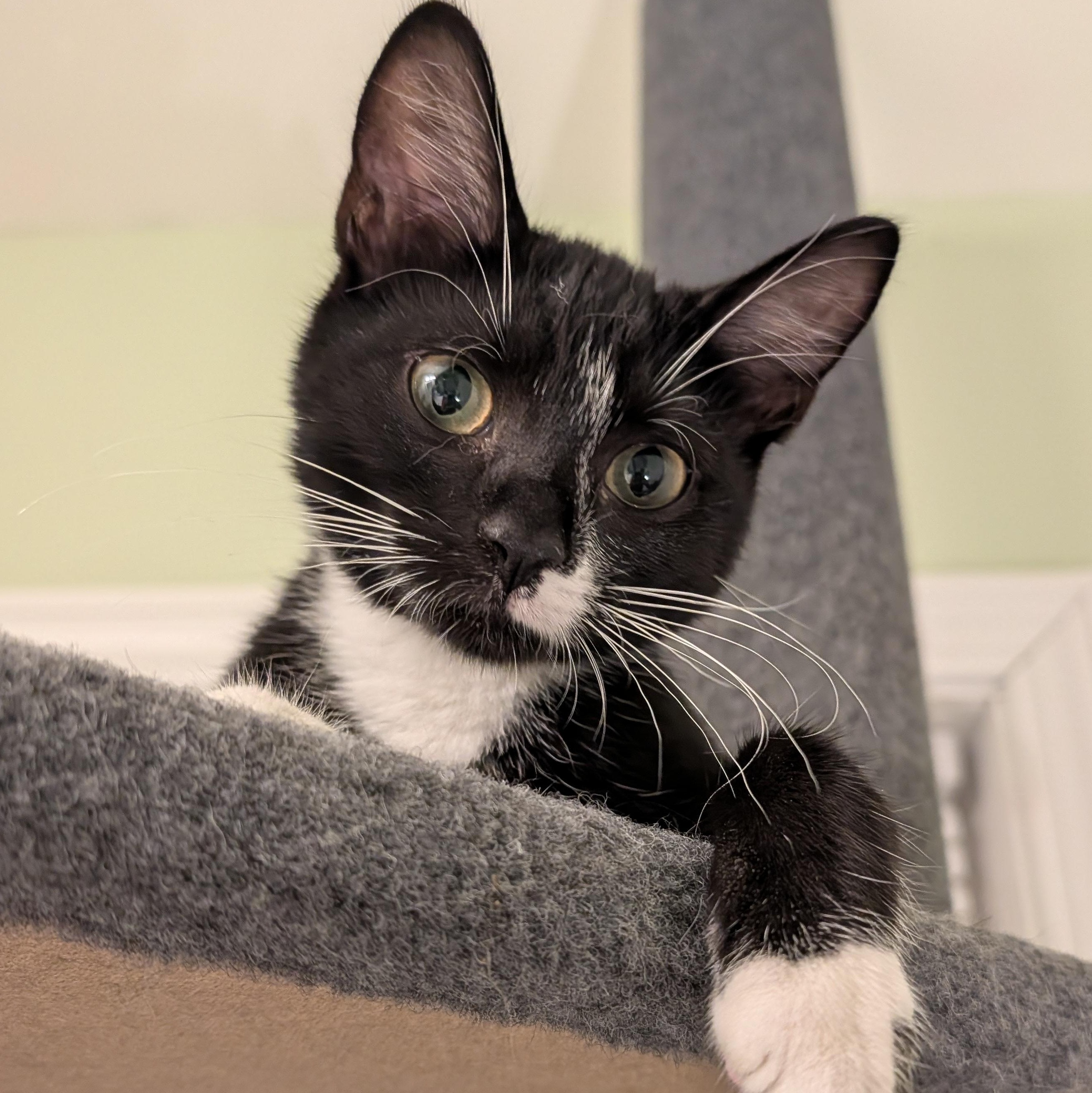 Gibby, a Adoptable Domestic Short Hair in Huntington, MA image 2/6