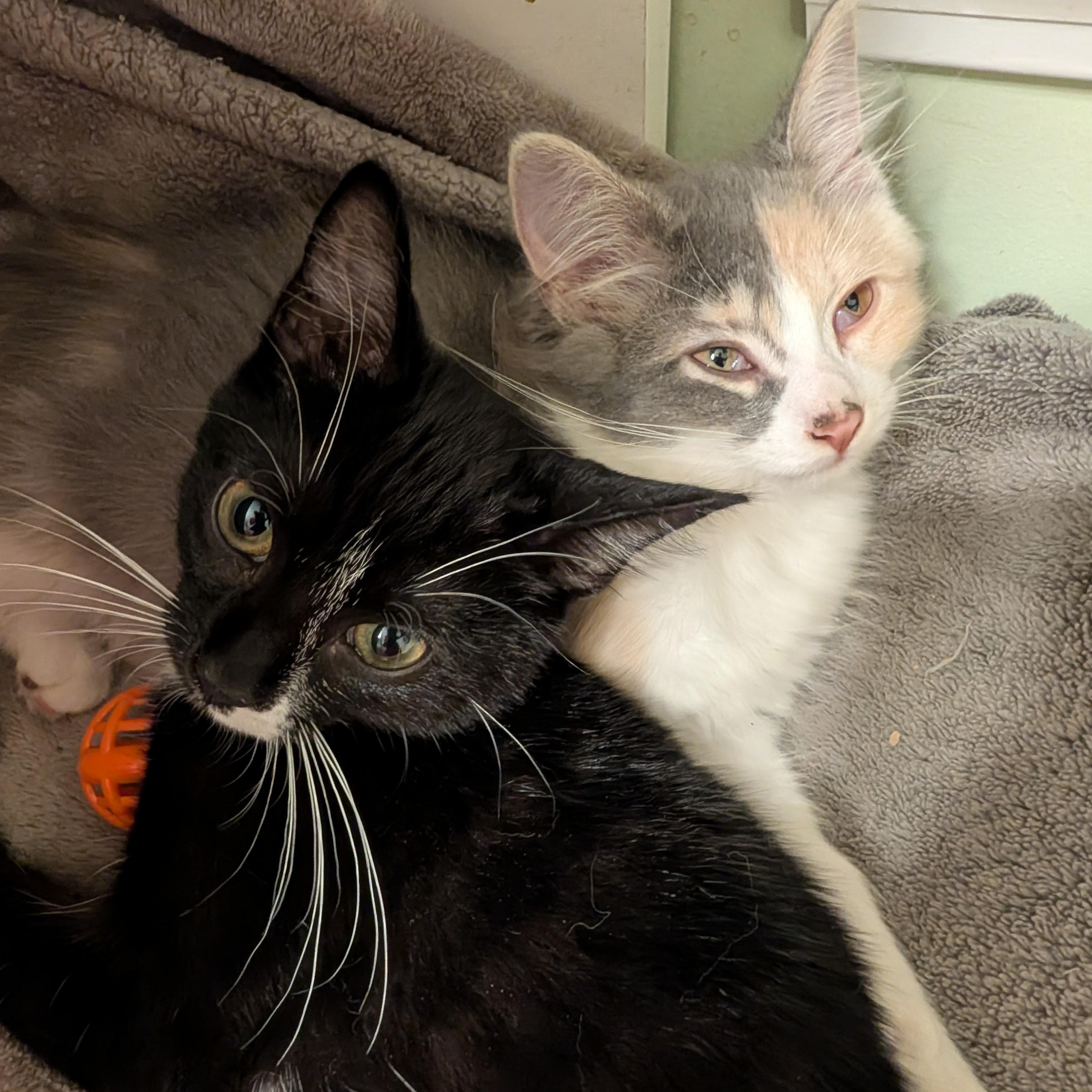 Gibby, a Adoptable Domestic Short Hair in Huntington, MA image 3/6
