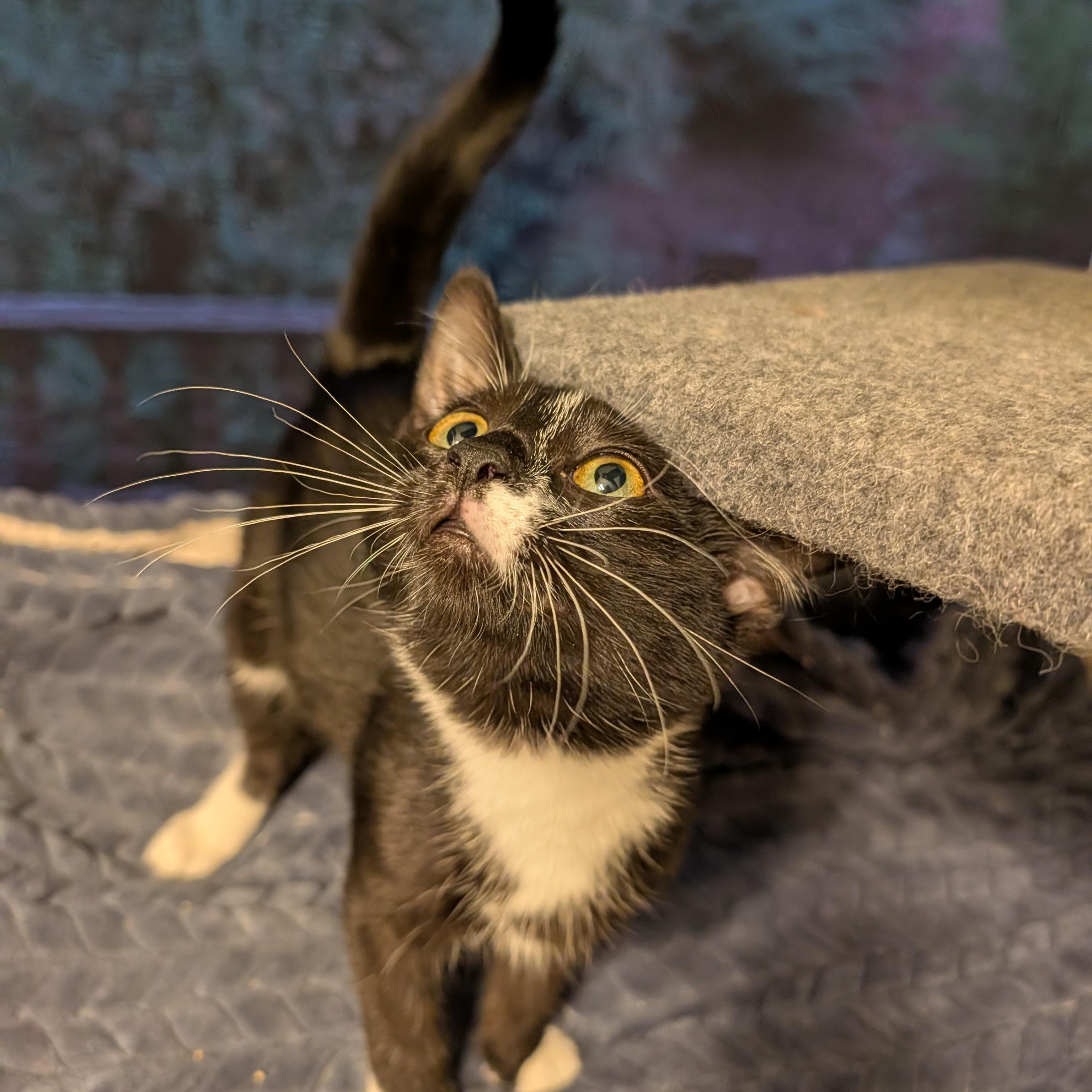Gibby, Adoptable, Kitten Male Domestic Short Hair.