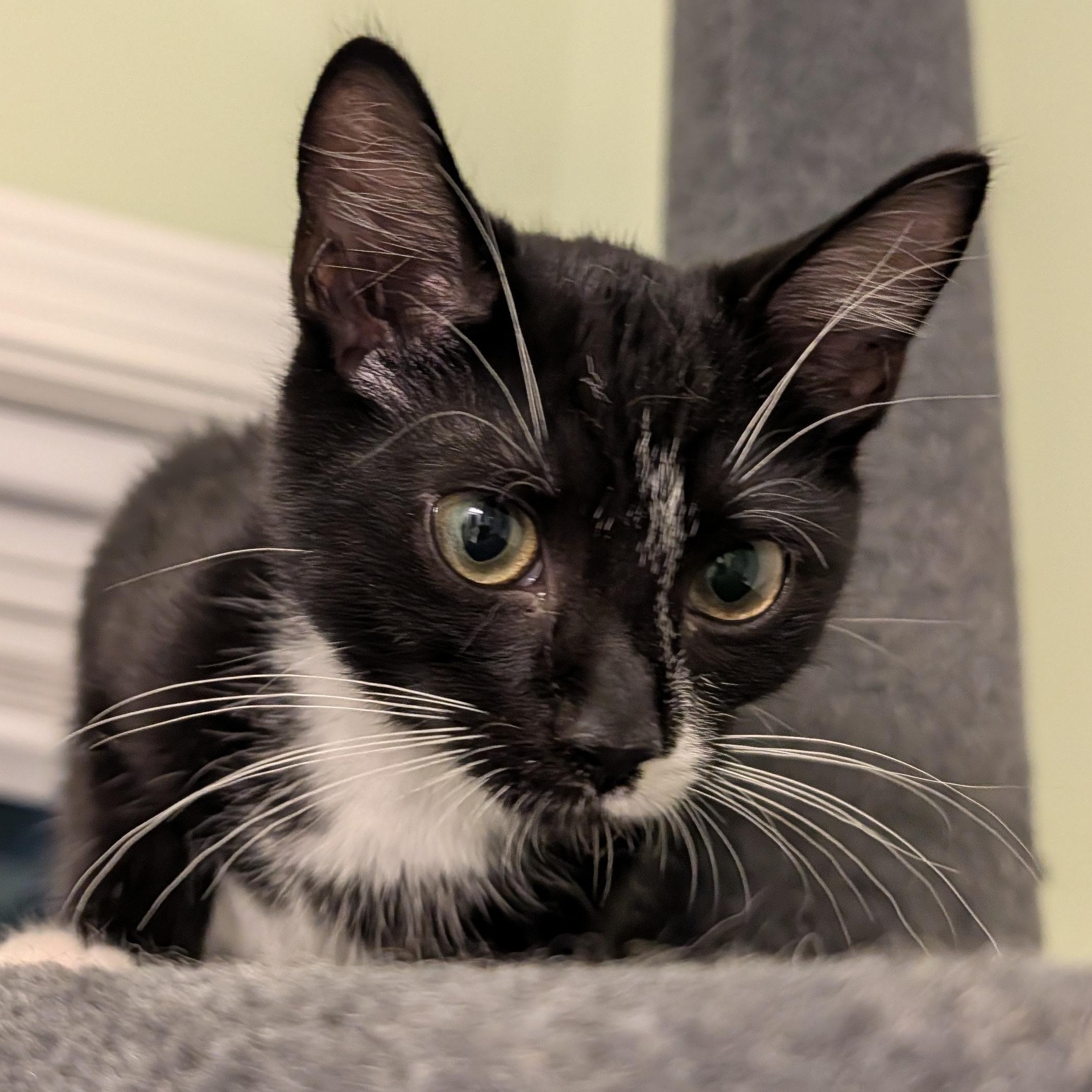 Gibby, a Adoptable Domestic Short Hair in Huntington, MA image 4/6