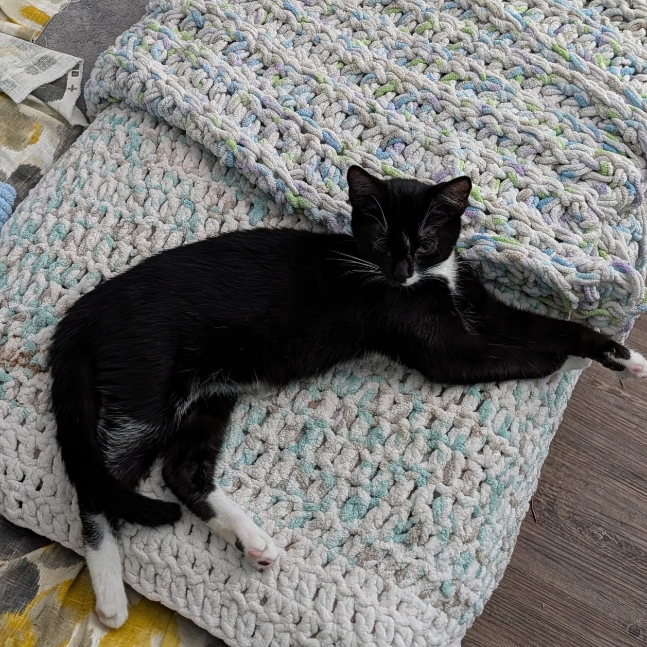 Gibby, a Adoptable Domestic Short Hair in Huntington, MA image 6/6