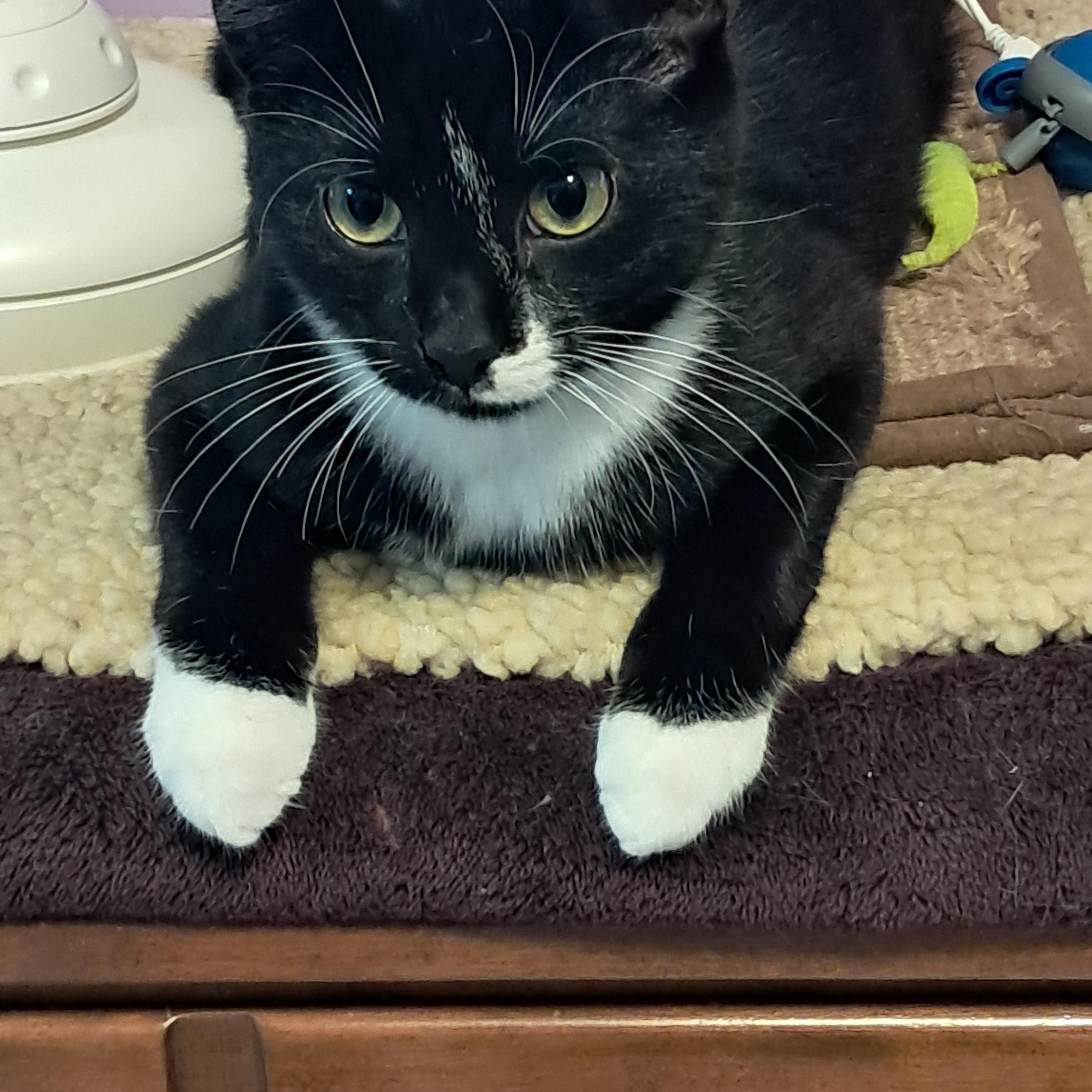 Enlarge Gibby, a Adoptable Domestic Short Hair in Huntington, MA image 6/6
