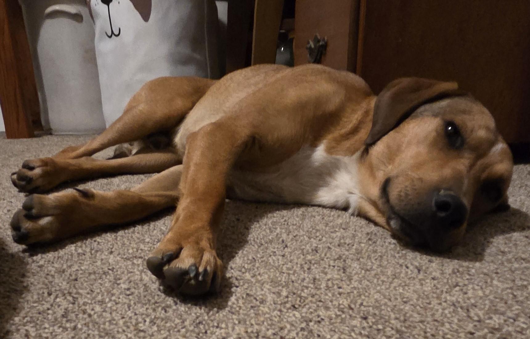 Enlarge Ernie, an adopted mixed breed in Albany, NY image 6/6