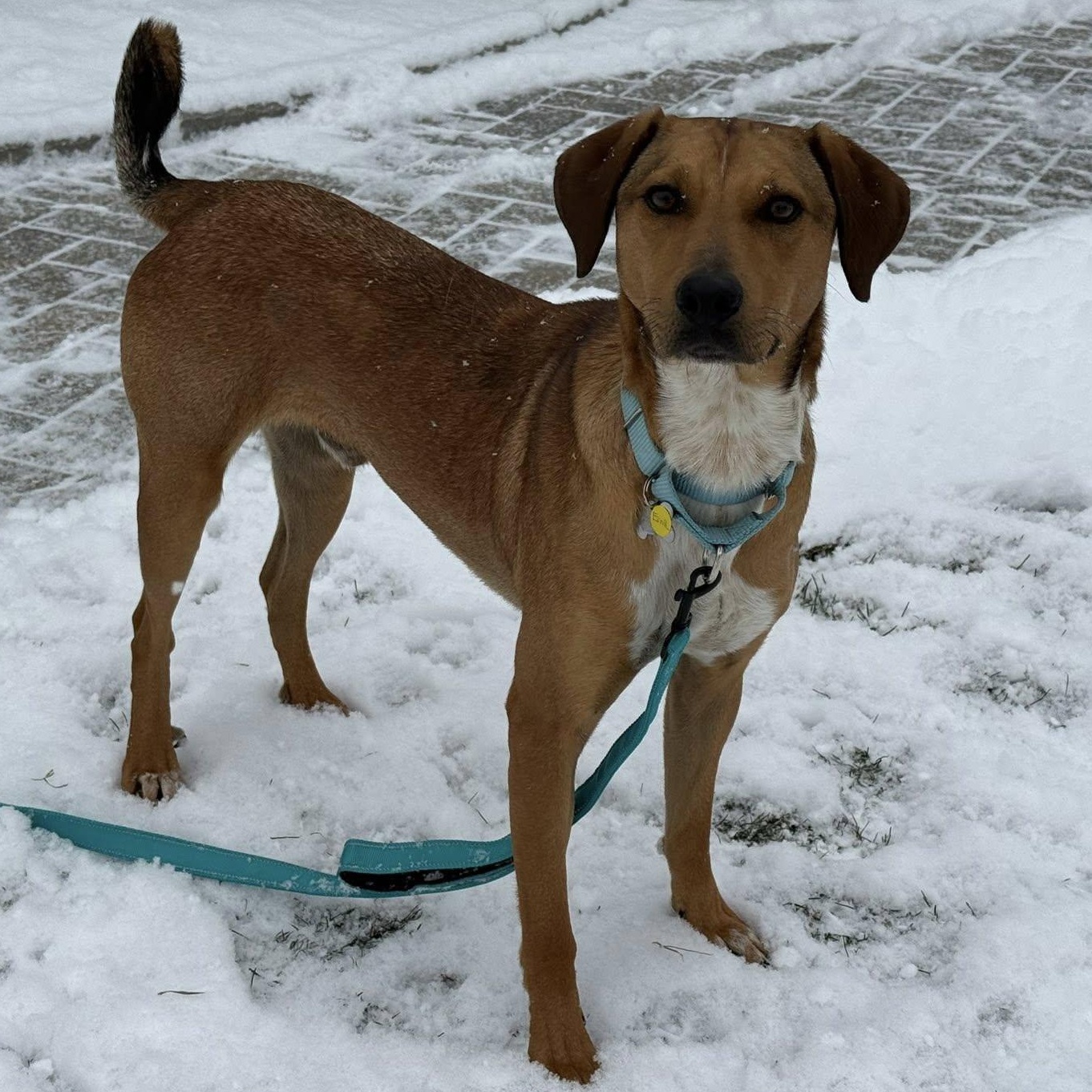 Enlarge Ernie, an adopted mixed breed in Albany, NY image 1/6