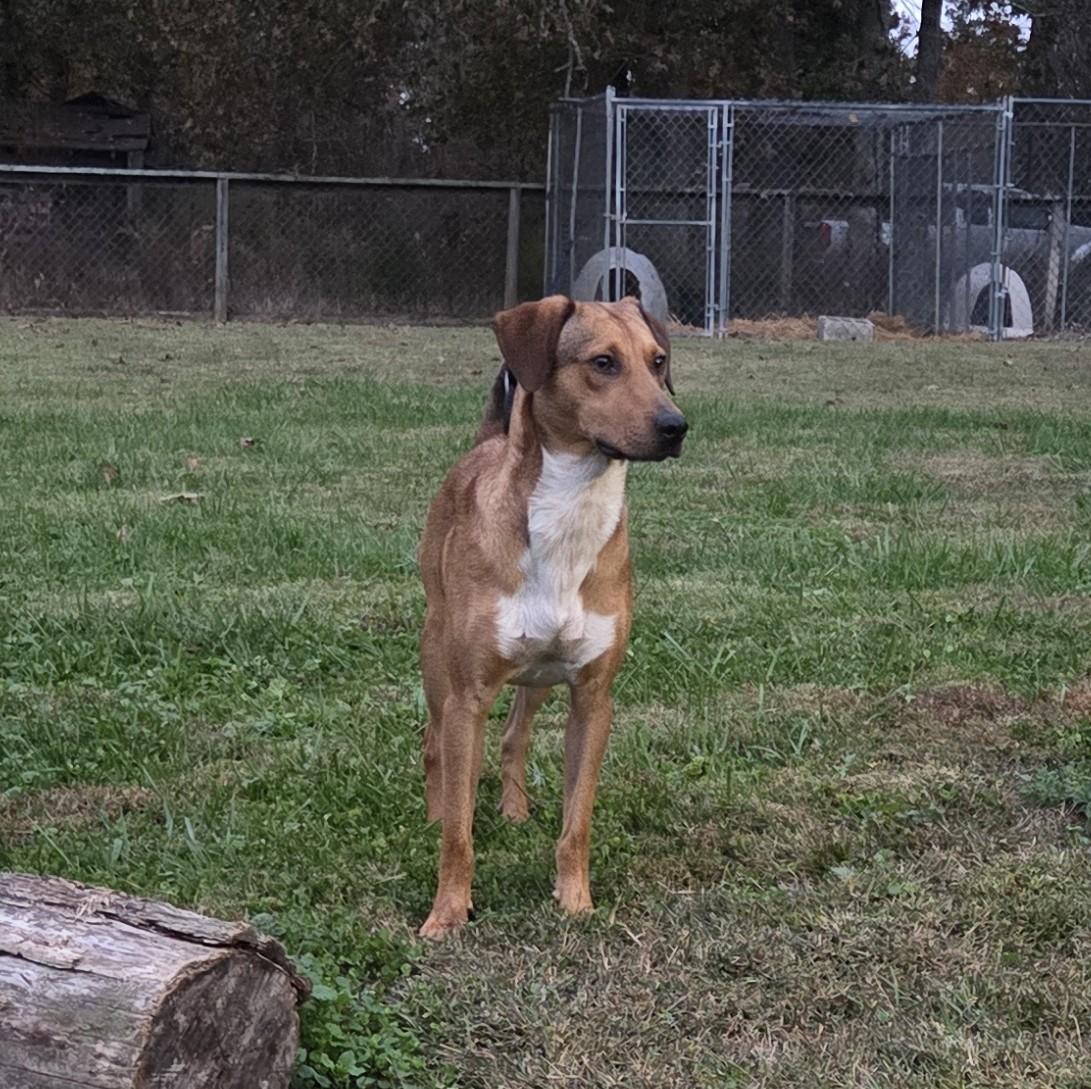 Enlarge Ernie, an adopted mixed breed in Albany, NY image 5/6