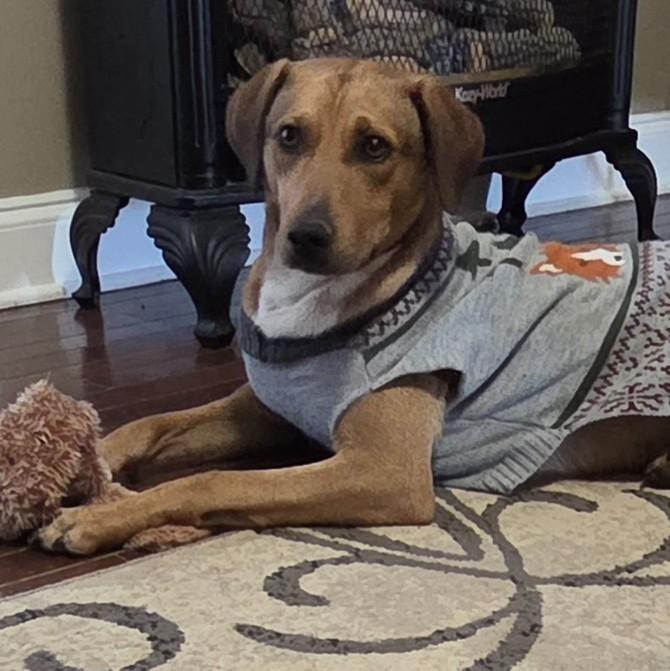 Enlarge Ernie, an adopted mixed breed in Albany, NY image 4/6