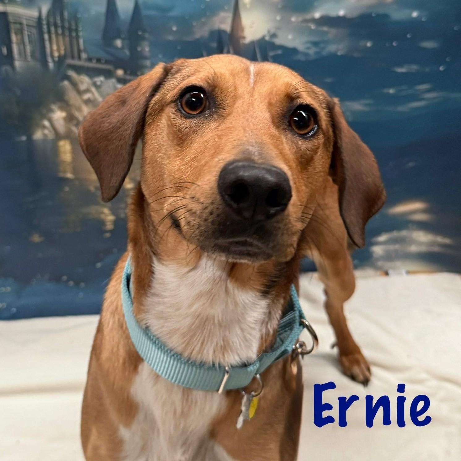 Enlarge Ernie, an adopted mixed breed in Albany, NY image 3/6