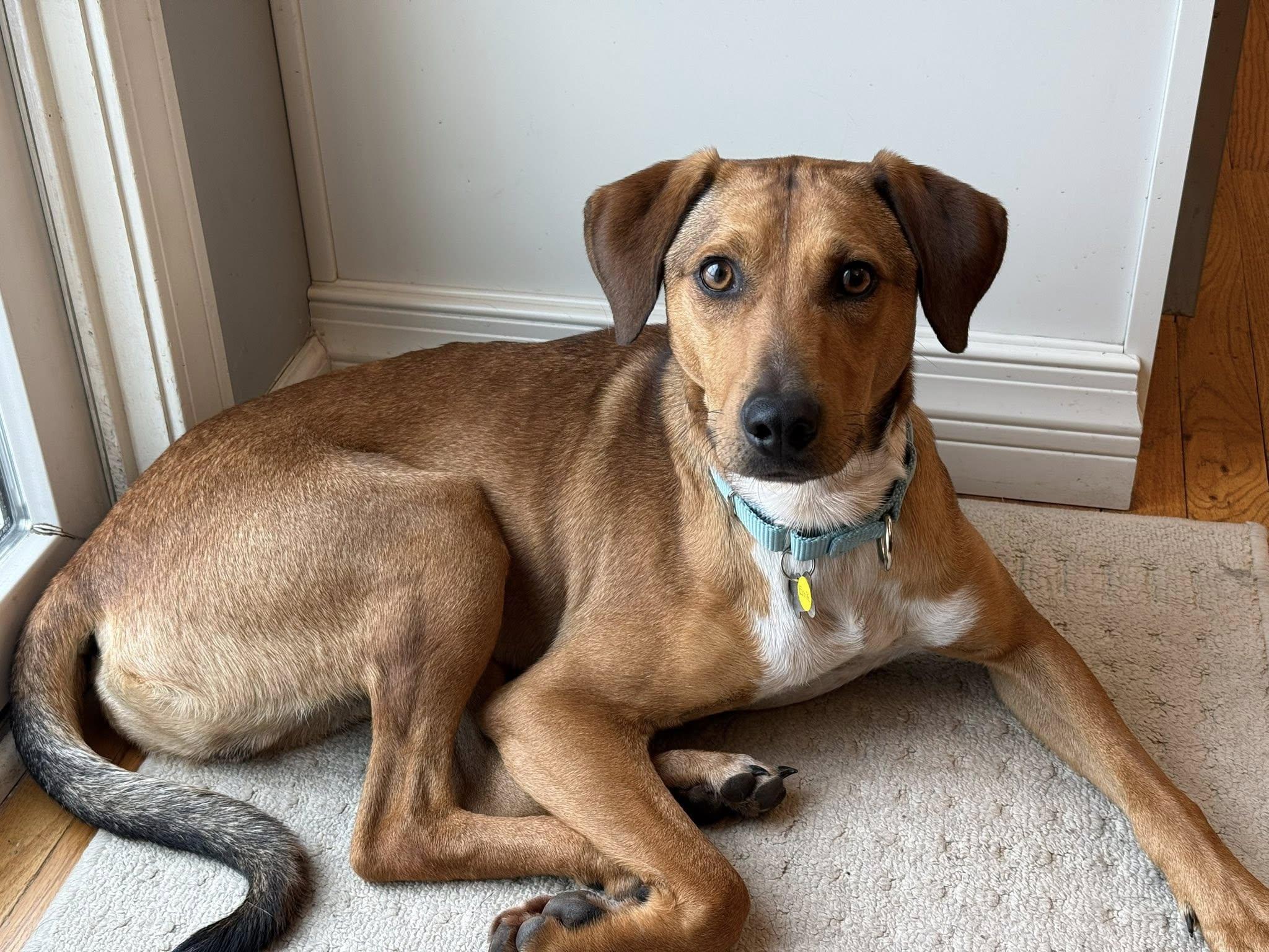 Enlarge Ernie, an adopted mixed breed in Albany, NY image 2/6