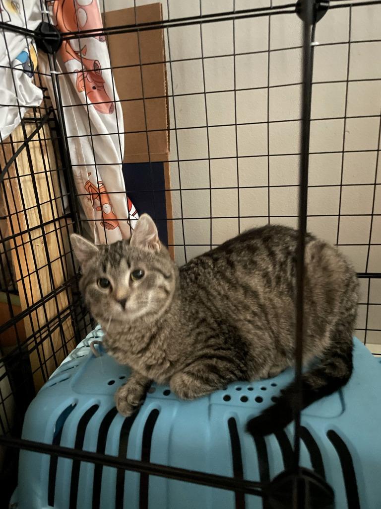 Enlarge Bonza, a Adoptable mixed breed in St. Cloud, MN image 1/1