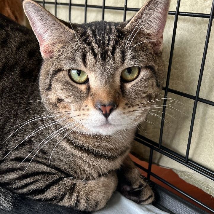 Fable, Adoptable, Young Male Domestic Short Hair.