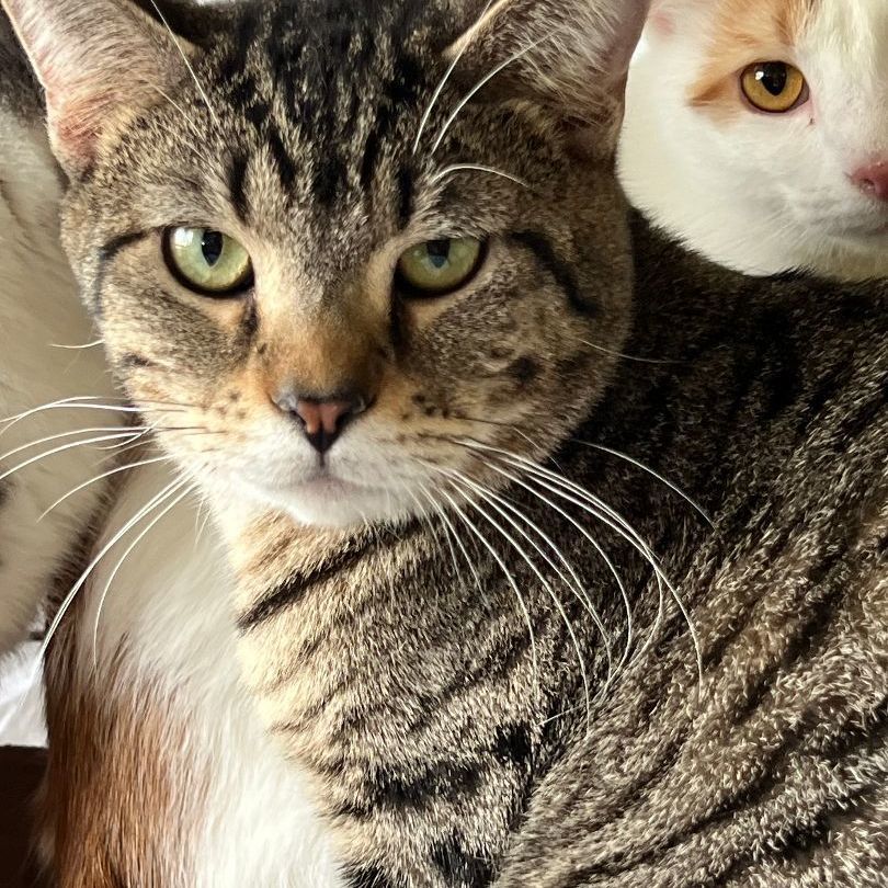 Fable, a Adoptable Domestic Short Hair in Mokena, IL image 2/6