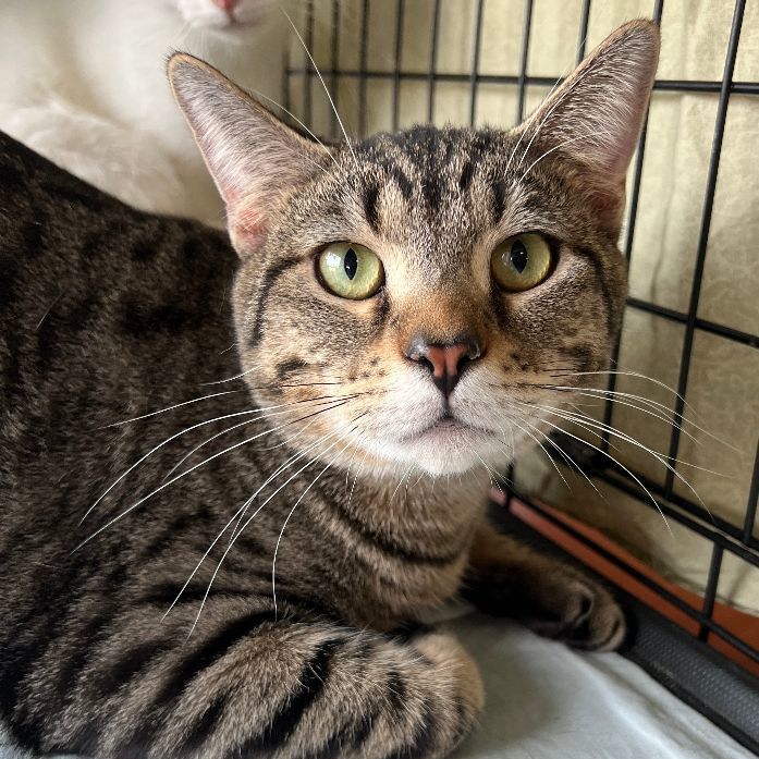 Fable, a Adoptable Domestic Short Hair in Mokena, IL image 3/6