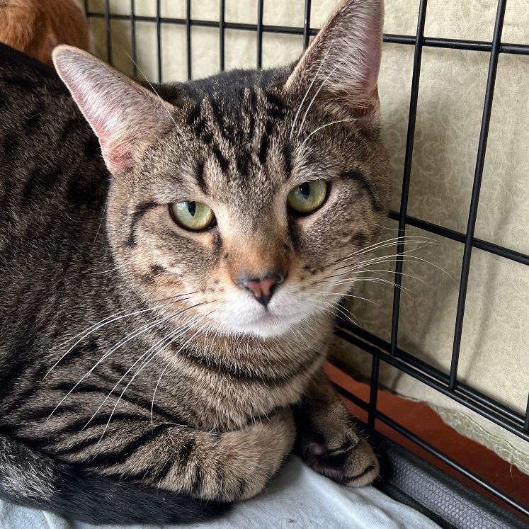 Fable, a Adoptable Domestic Short Hair in Mokena, IL image 4/6