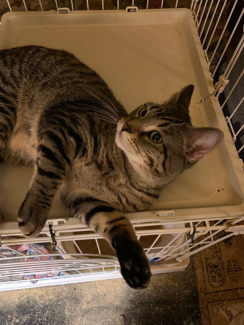 Fable, a Adoptable Domestic Short Hair in Mokena, IL image 5/6