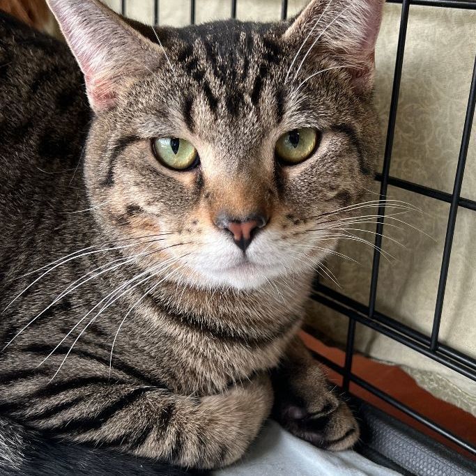 Fable, a Adoptable Domestic Short Hair in Mokena, IL image 6/6