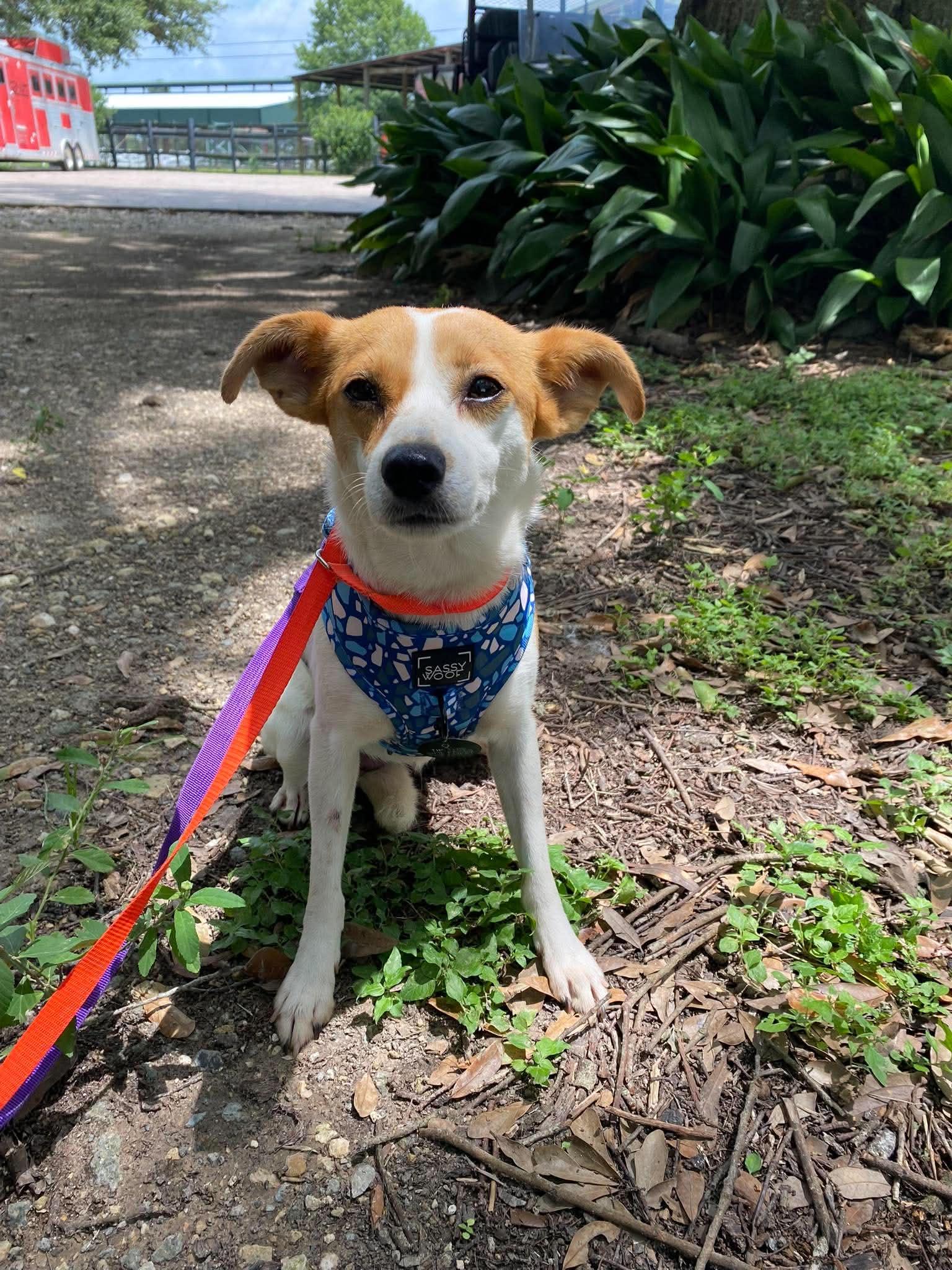Fern, adopted, Adult Female Chihuahua & Jack Russell Terrier.