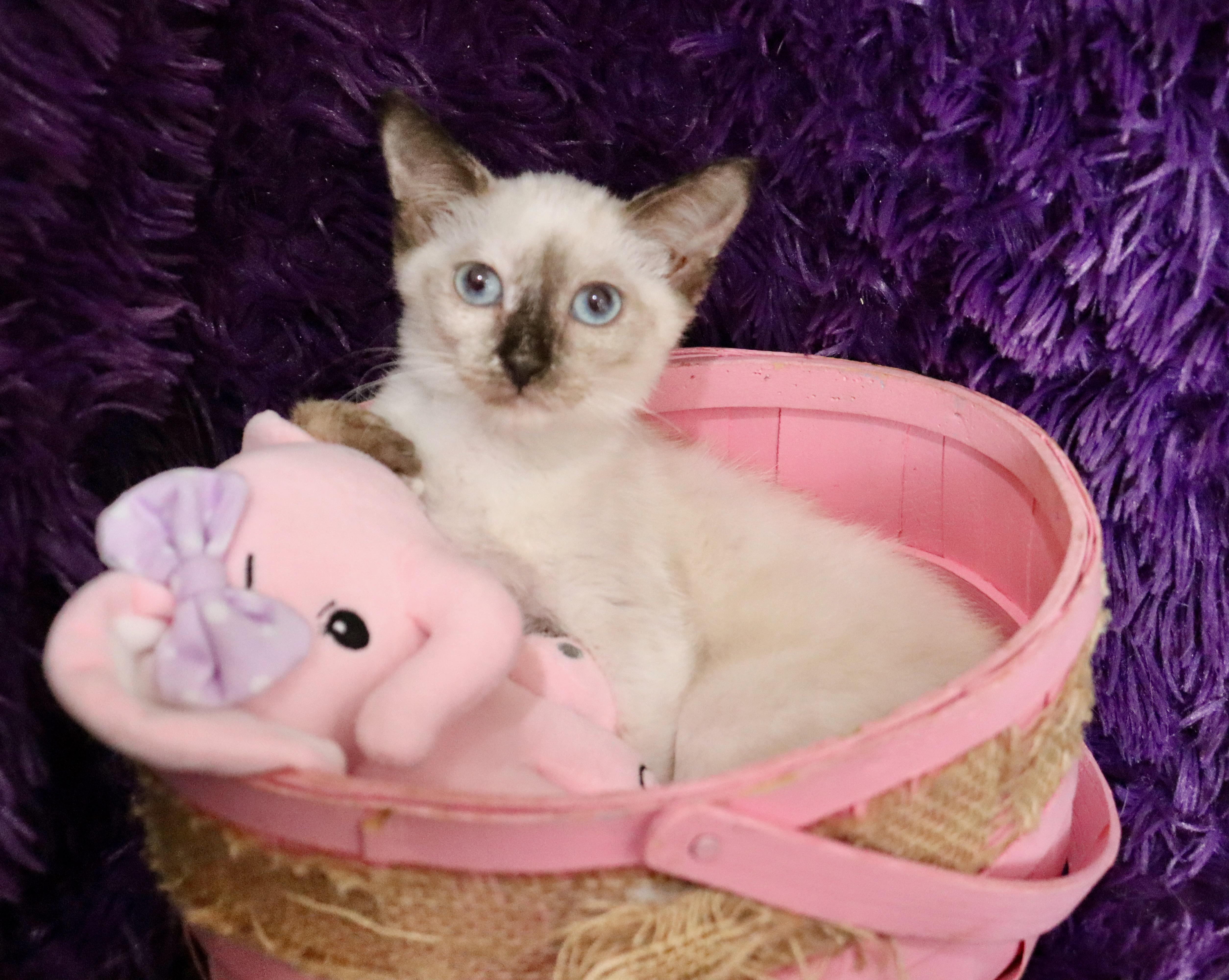 Enlarge Cocoa, a Adopted mixed breed in Saint Augustine, FL image 3/6