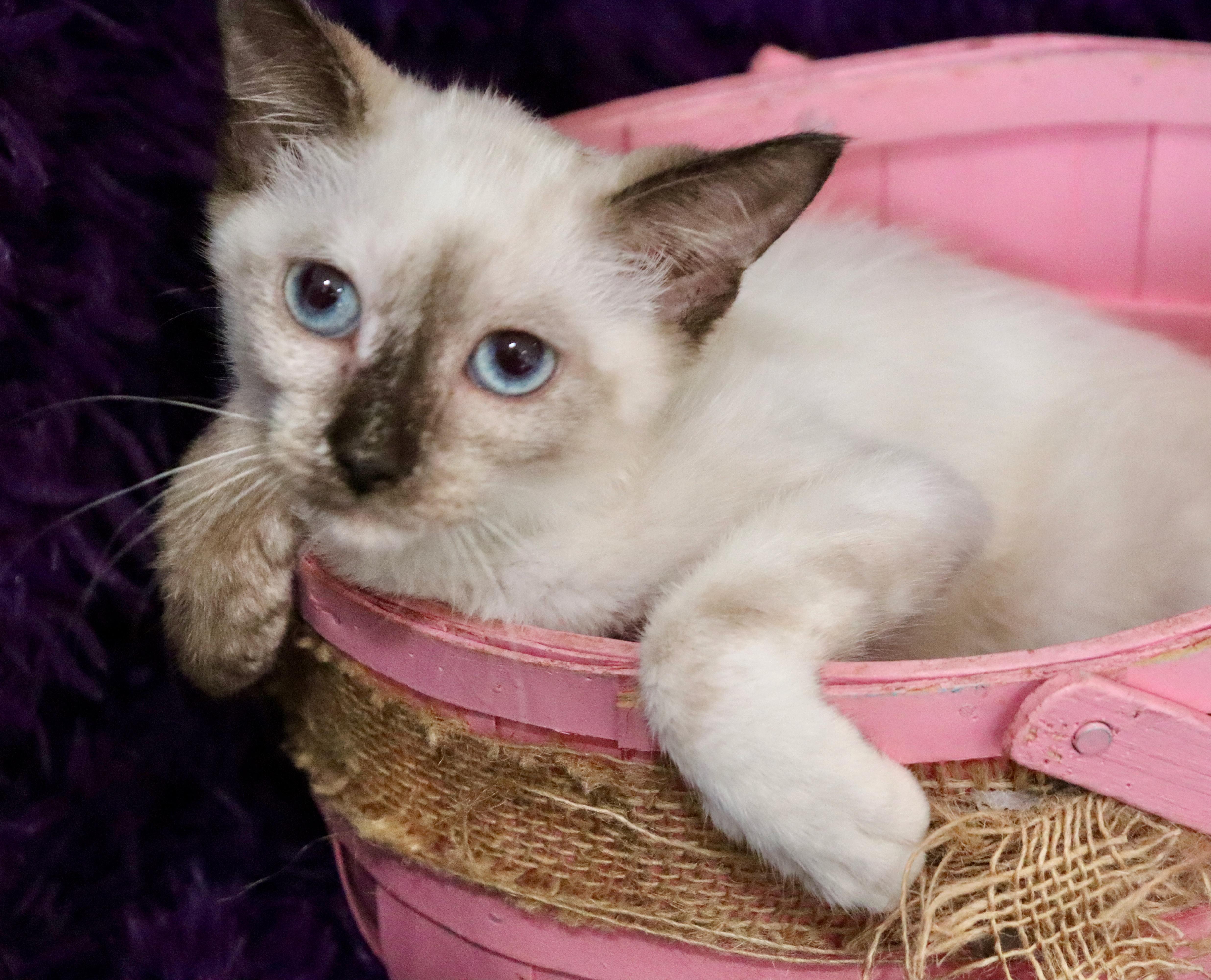 Enlarge Cocoa, a Adopted mixed breed in Saint Augustine, FL image 6/6