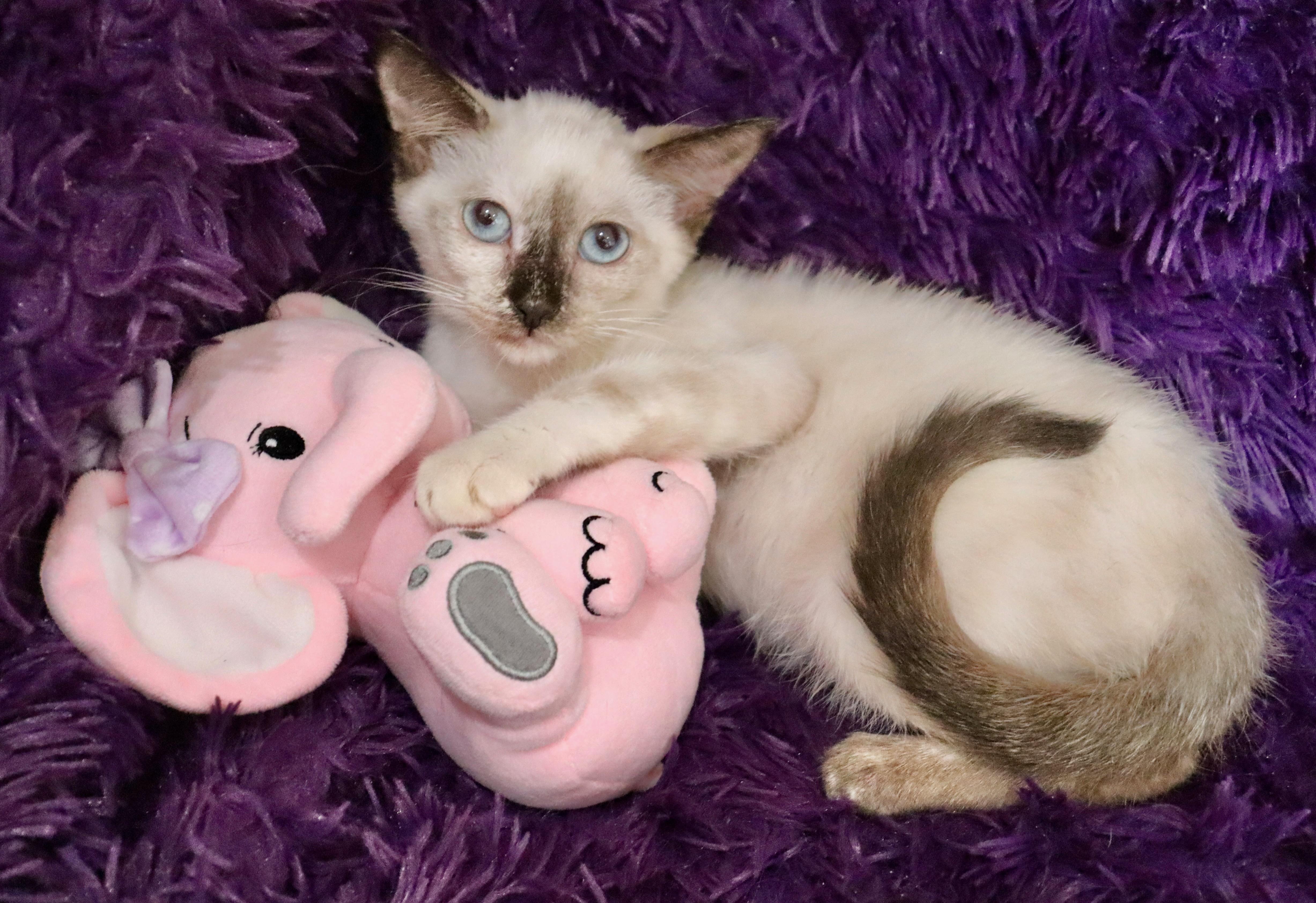 Enlarge Cocoa, a Adopted mixed breed in Saint Augustine, FL image 2/6