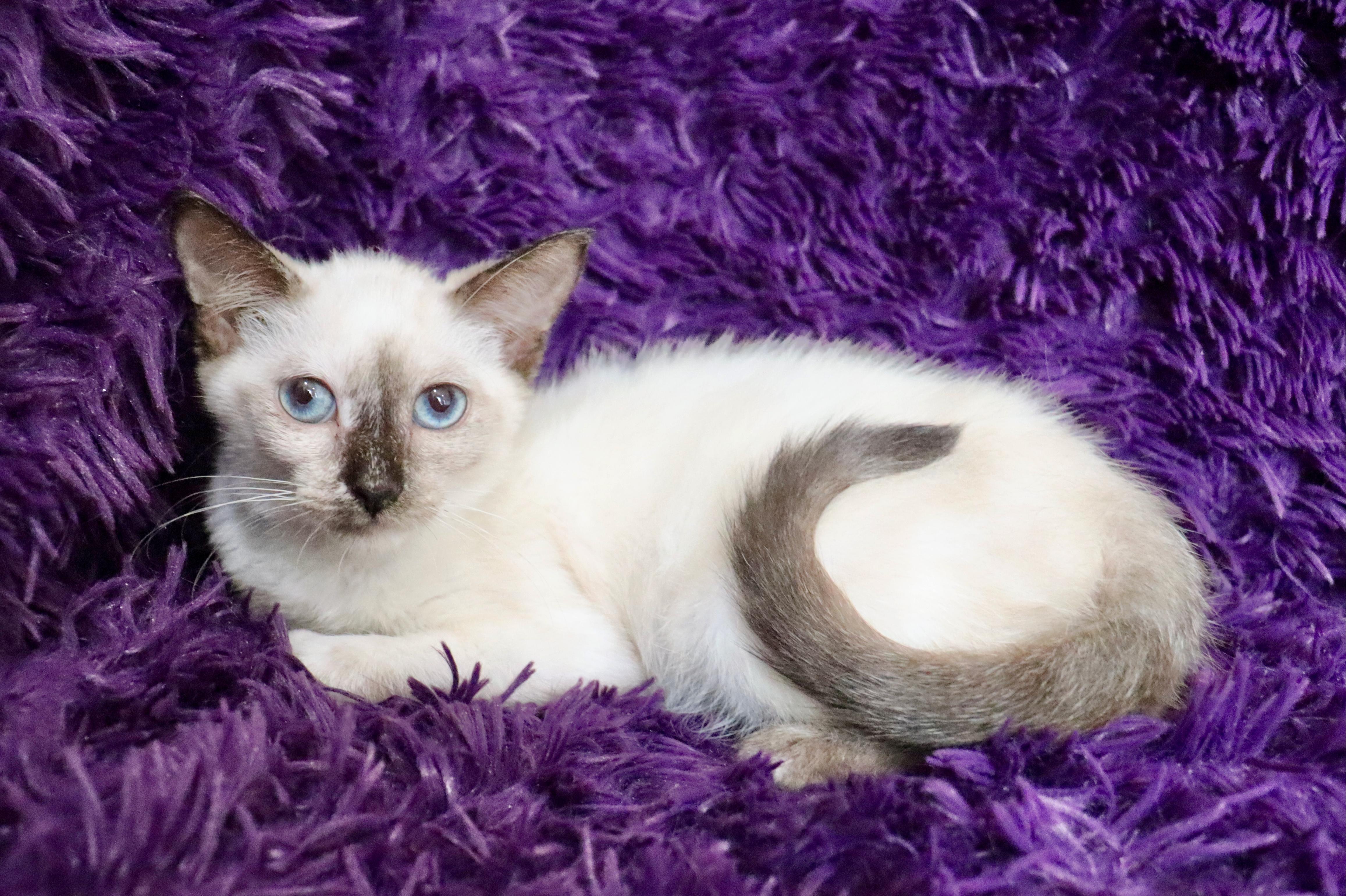 Cocoa, Adopted, Kitten Female Siamese.