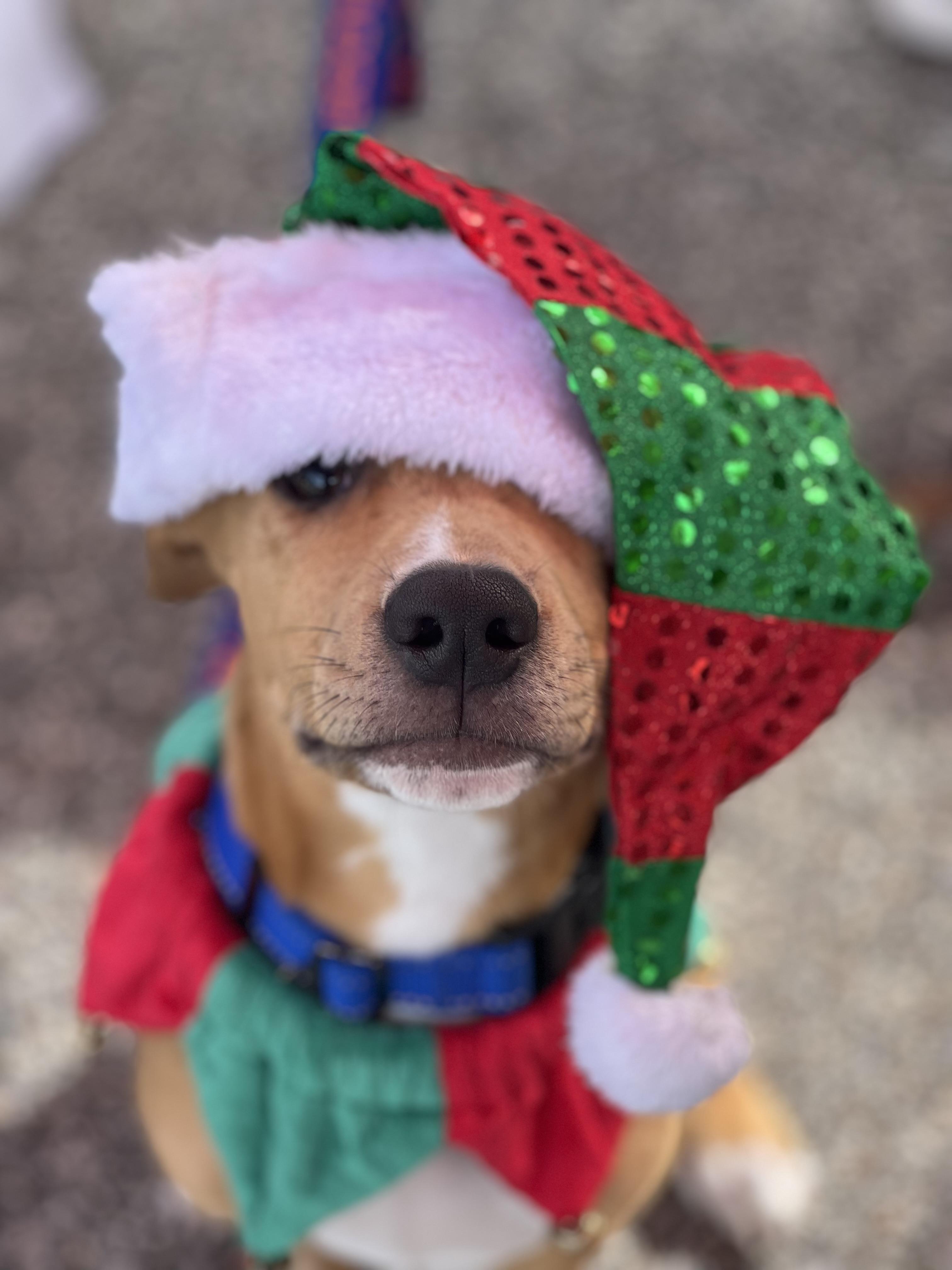 Enlarge Max, a Adopted Pit Bull Terrier in Thonotosassa, FL image 2/6