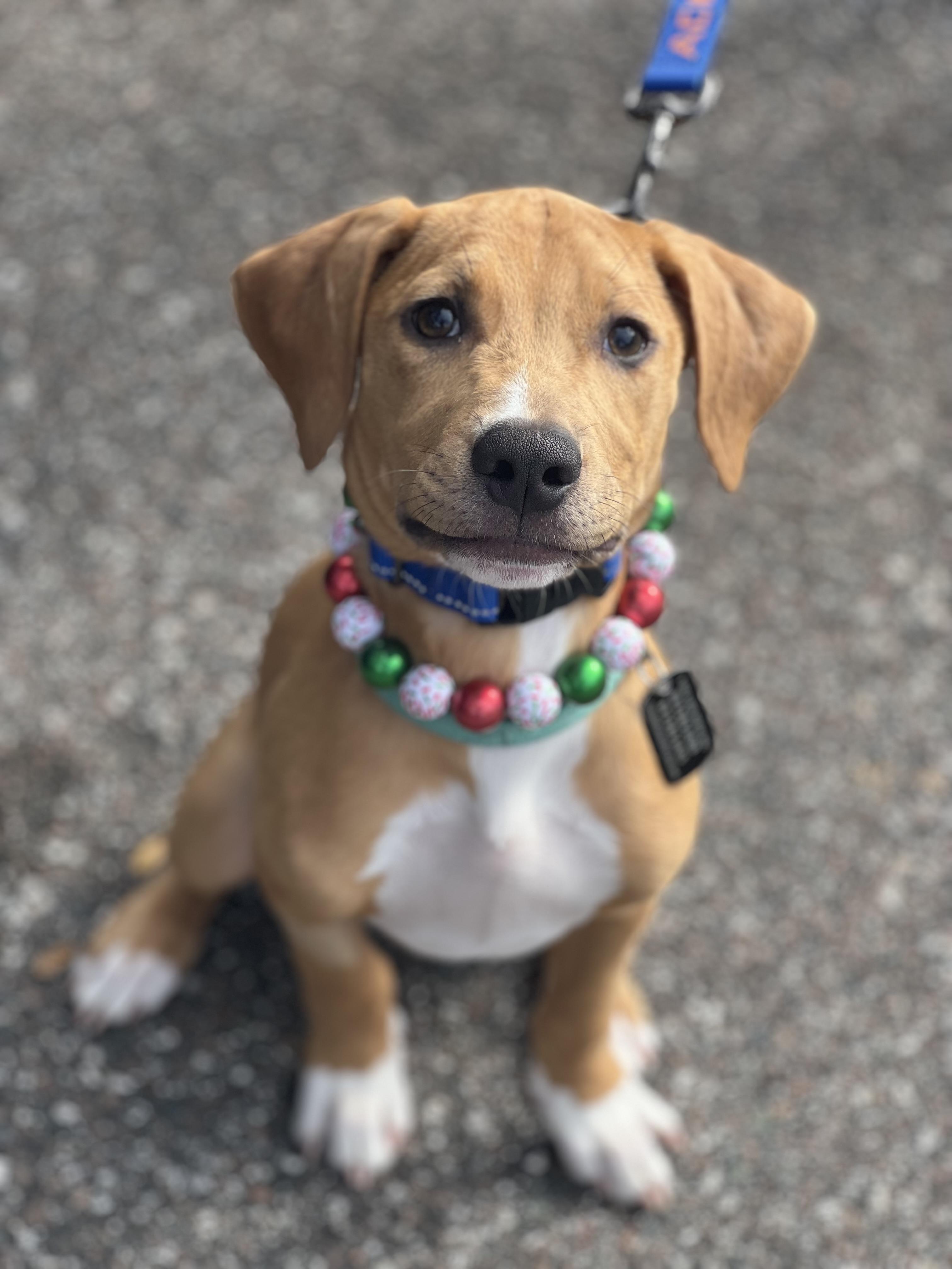 Enlarge Max, a Adopted Pit Bull Terrier in Thonotosassa, FL image 5/6
