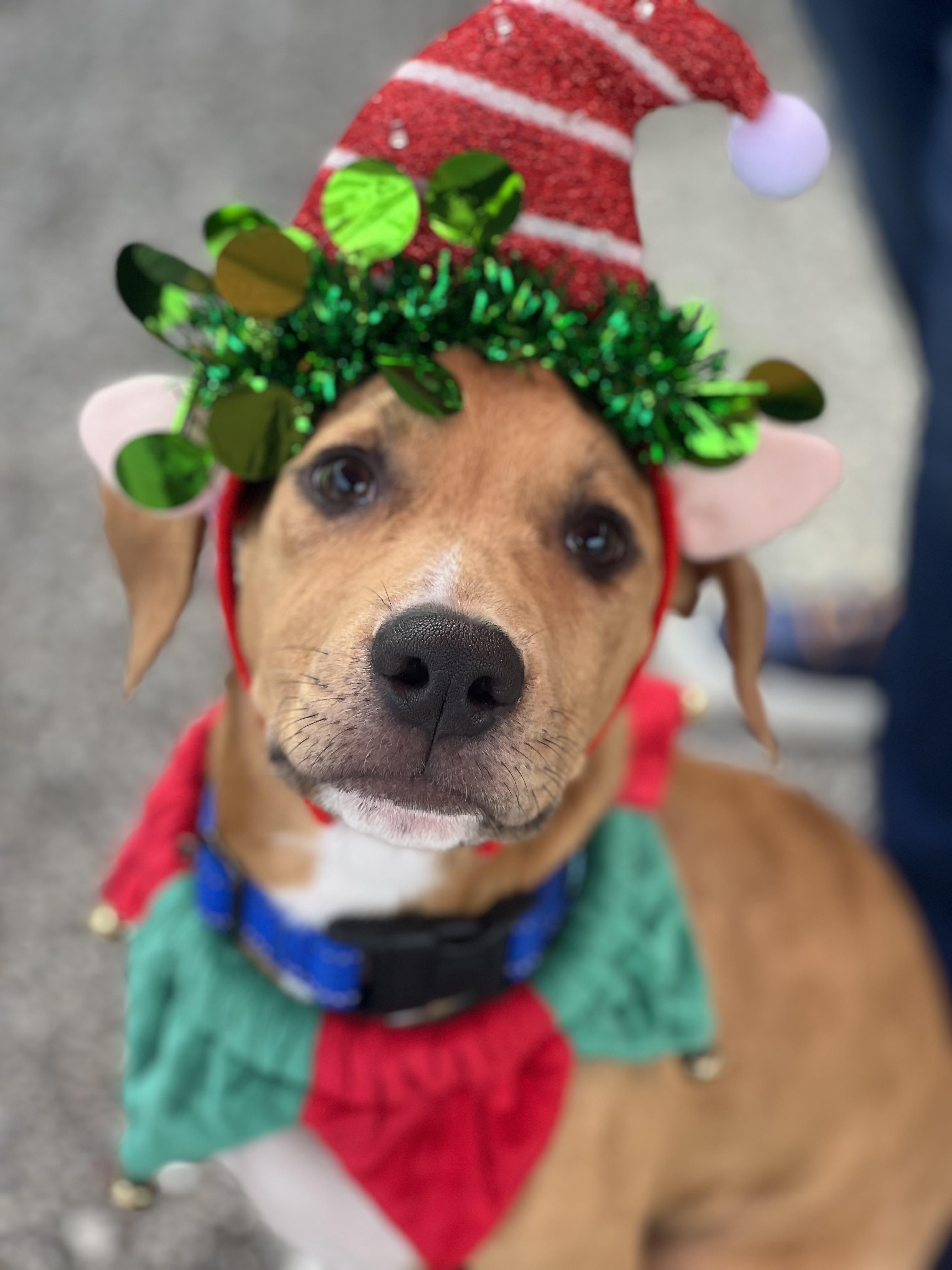 Enlarge Max, a Adopted Pit Bull Terrier in Thonotosassa, FL image 6/6
