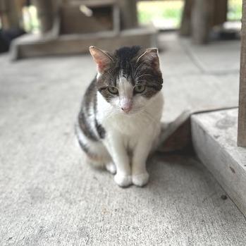Old Spice, Adoptable, Senior Female Domestic Short Hair.