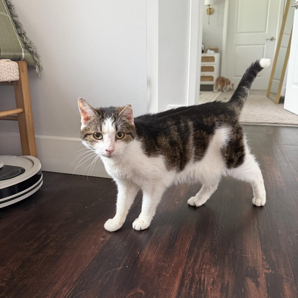 Enlarge Old Spice, a Adoptable Domestic Short Hair in Indianapolis, IN image 2/6