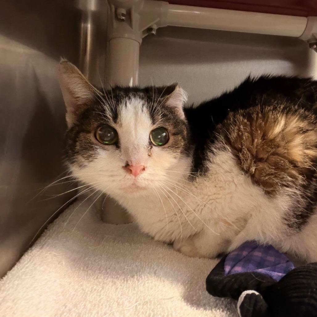 Enlarge Old Spice, a Adoptable Domestic Short Hair in Indianapolis, IN image 3/6