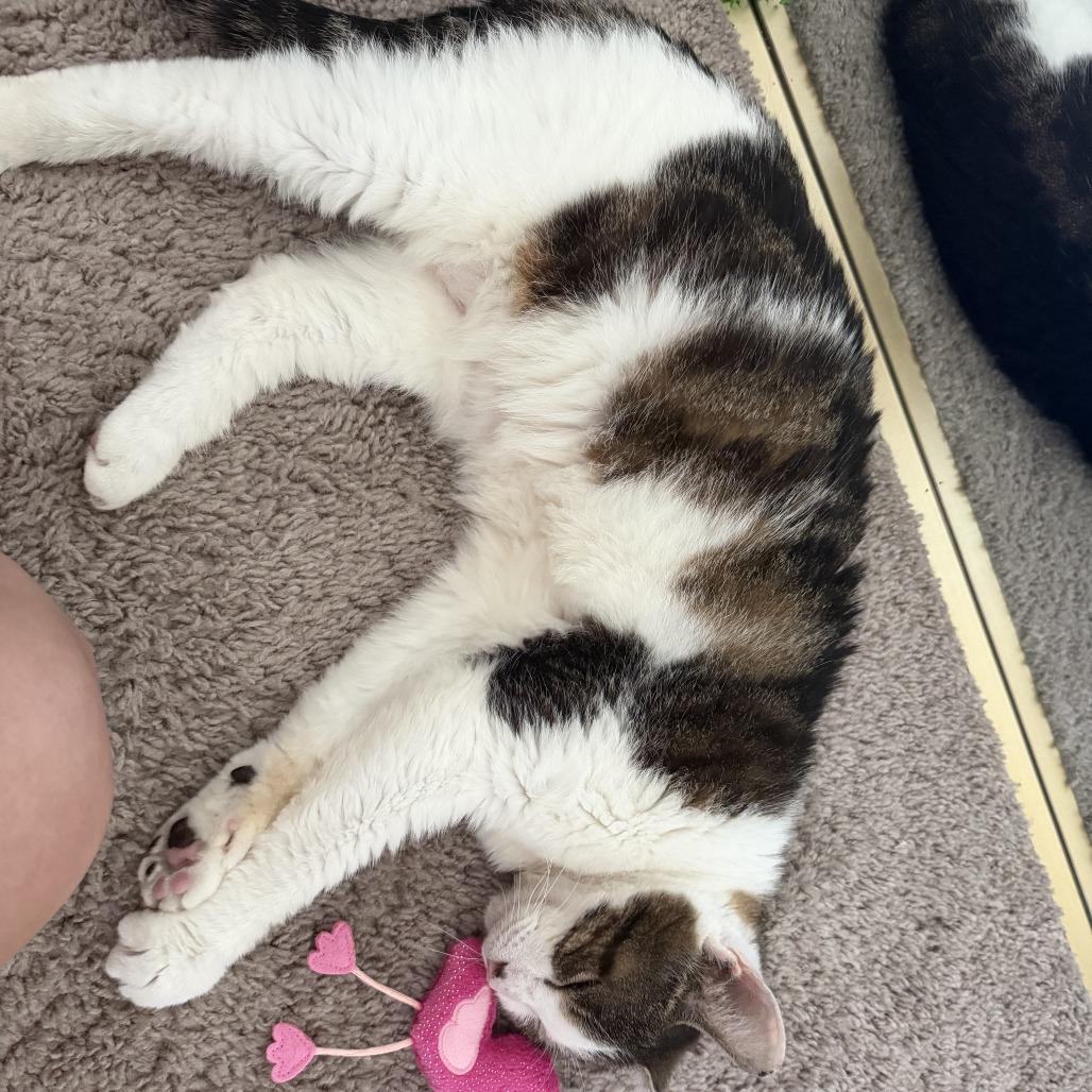 Enlarge Old Spice, a Adoptable Domestic Short Hair in Indianapolis, IN image 5/6