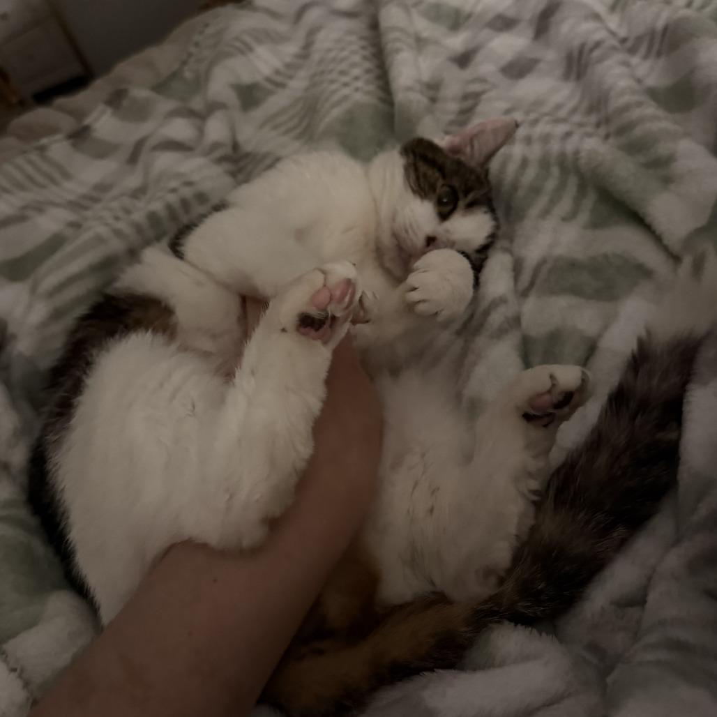 Enlarge Old Spice, a Adoptable Domestic Short Hair in Indianapolis, IN image 6/6