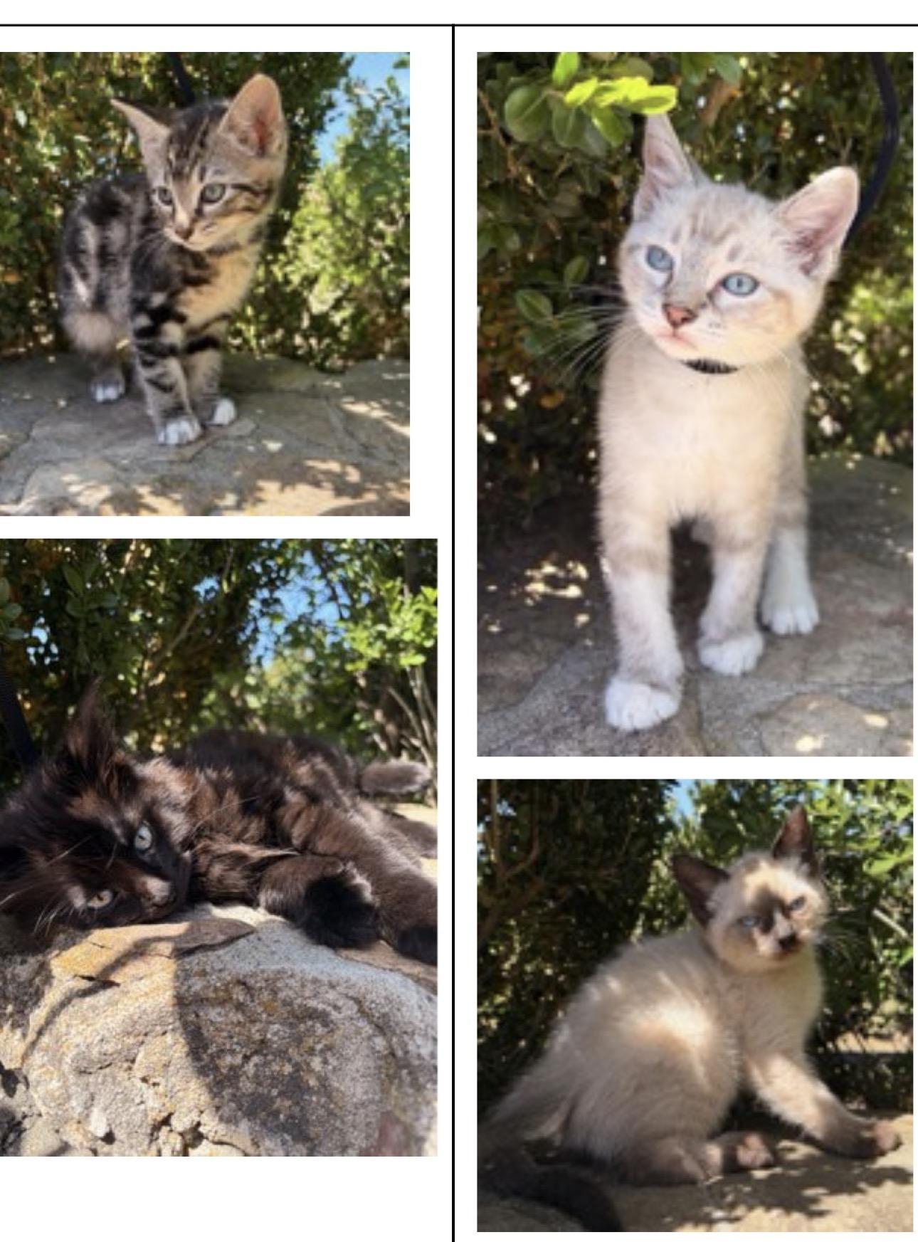 Enlarge Danger, an adopted Siamese in Wayne , NJ image 4/4