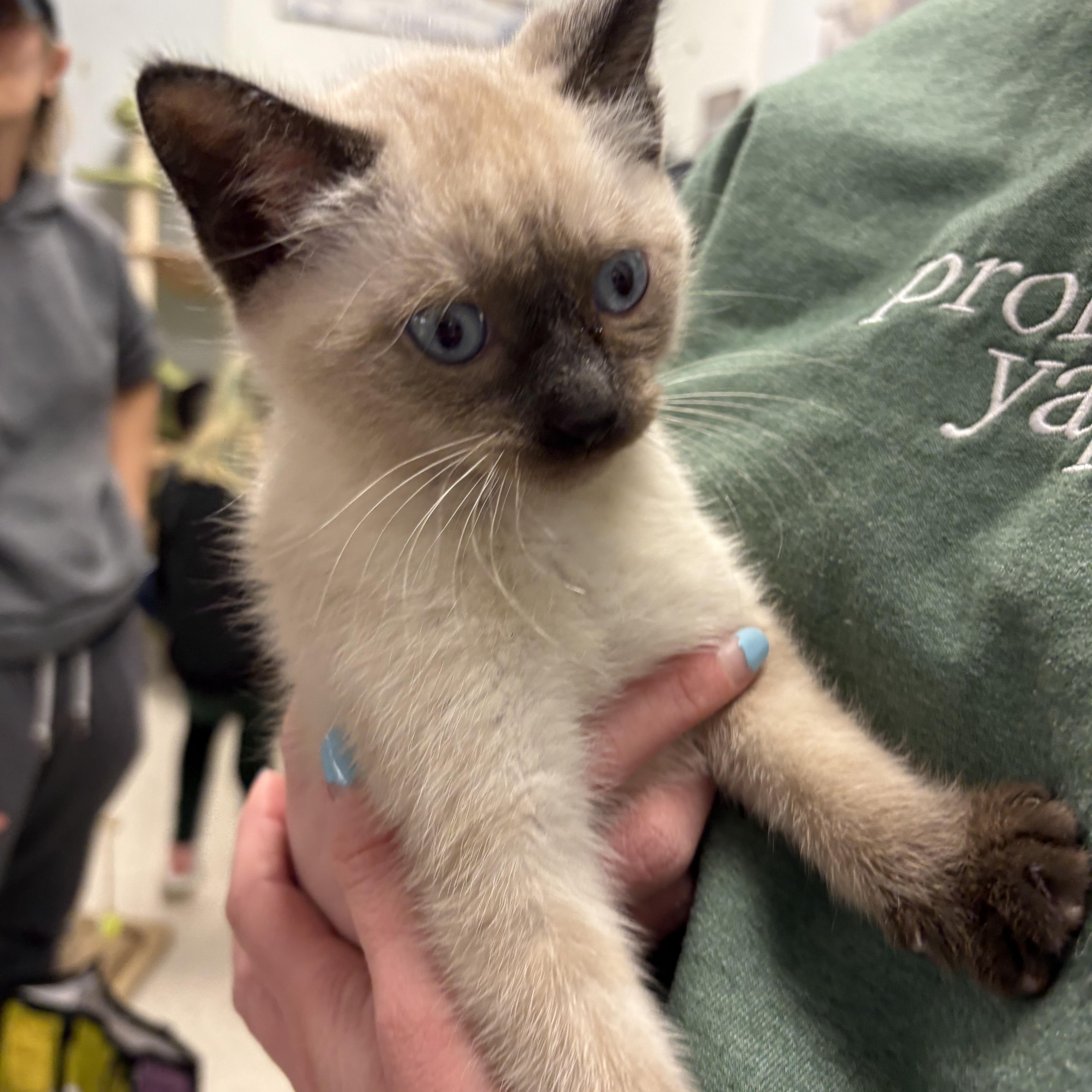Enlarge Danger, an adopted Siamese in Wayne , NJ image 2/4