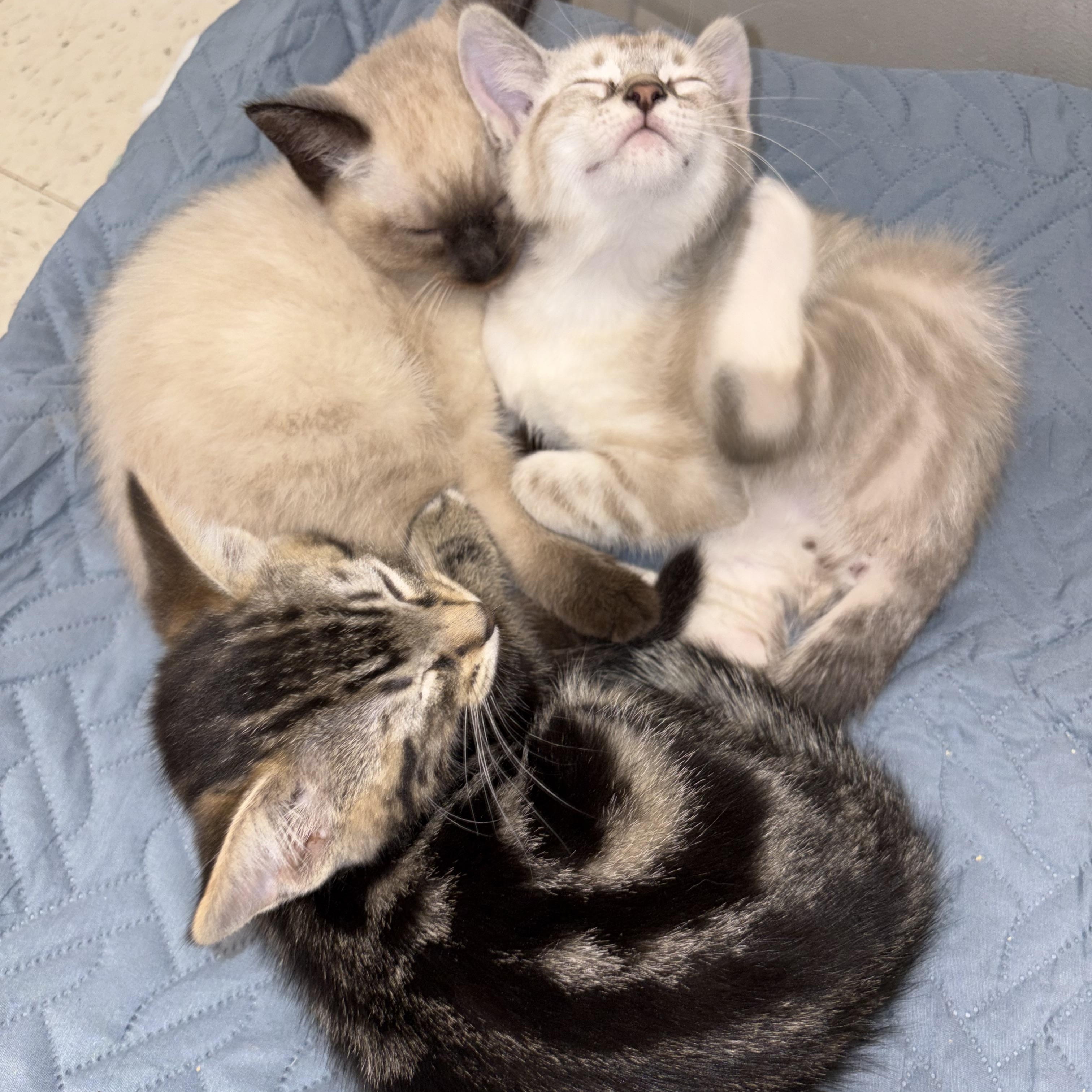 Enlarge Danger, an adopted Siamese in Wayne , NJ image 3/4