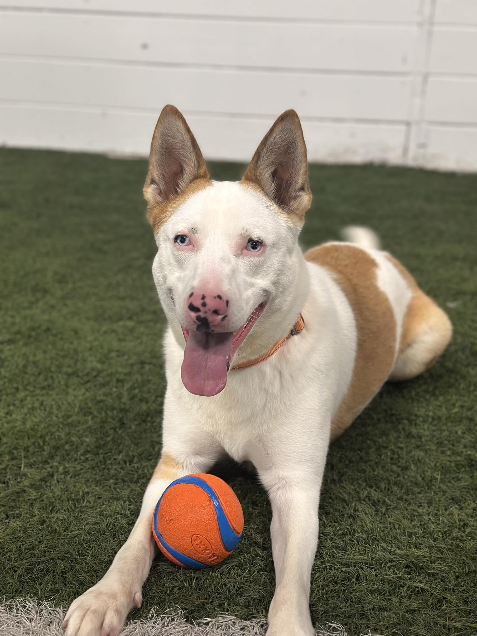 Enlarge Rosalyn, a Adoptable mixed breed in Chester, NJ image 1/3