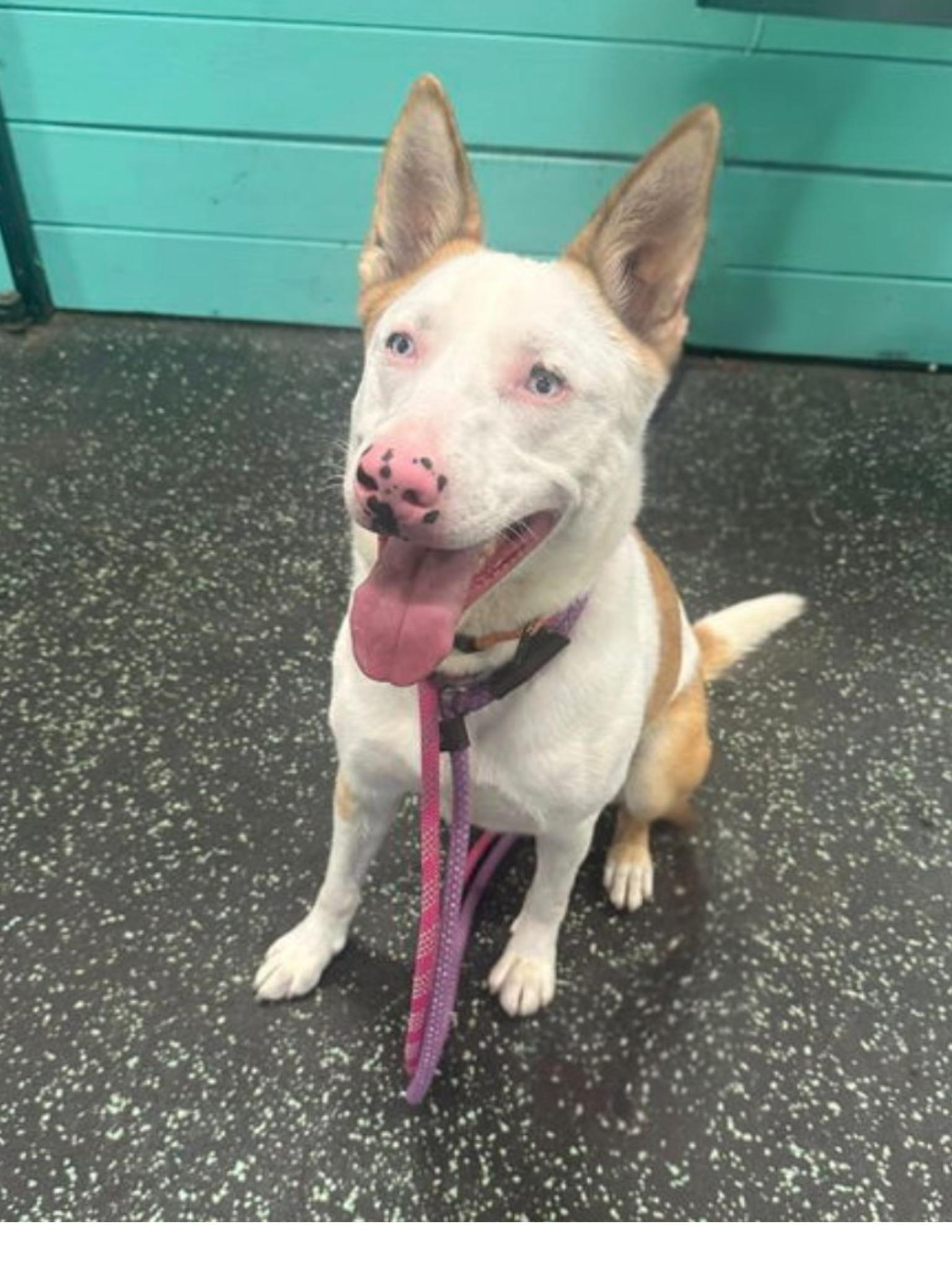 Rosalyn, Adoptable, Adult Female Shepherd.