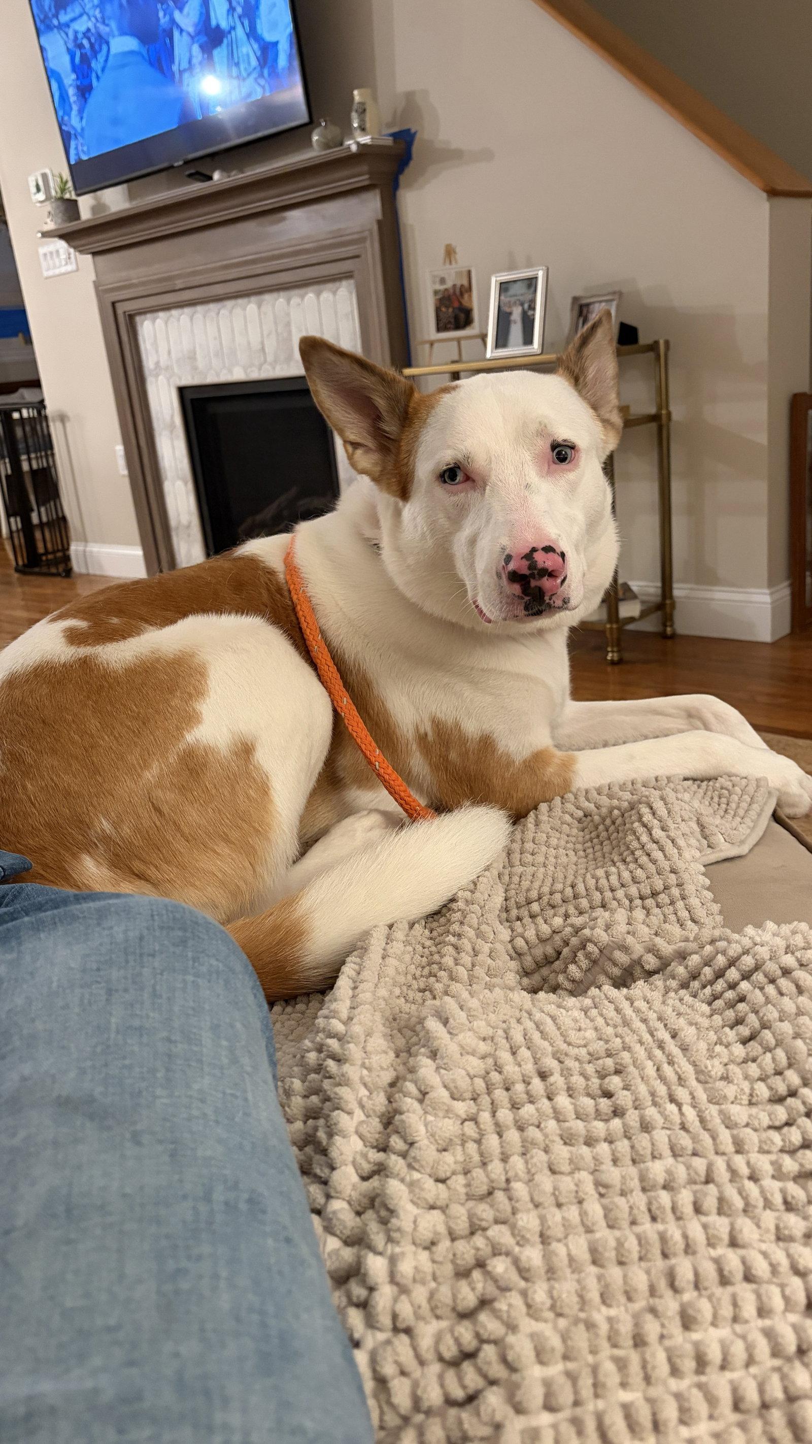 Rosalyn, Adoptable, Adult Female Shepherd.