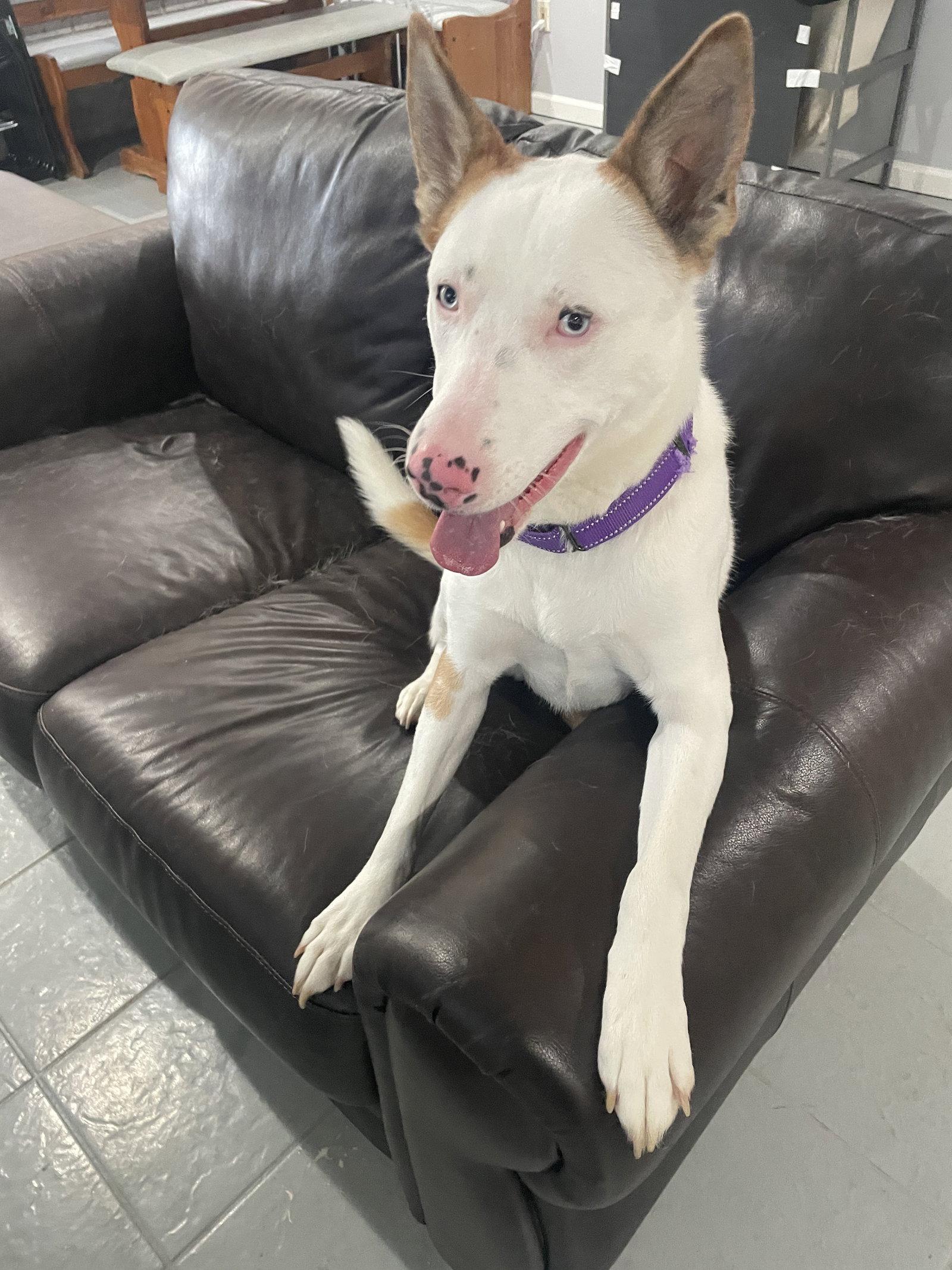 Rosalyn, Adoptable, Adult Female Shepherd.