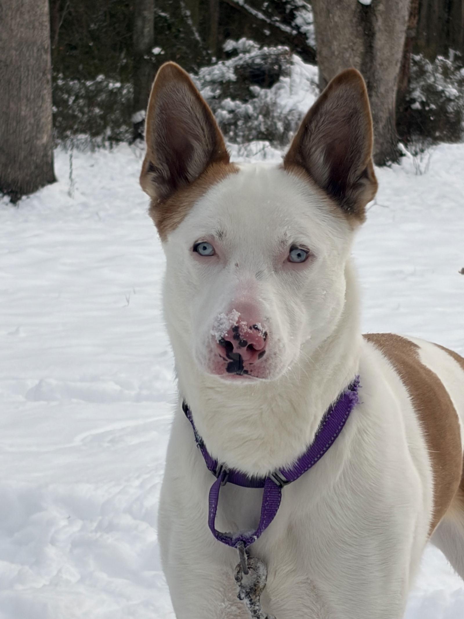 Rosalyn, Adoptable, Adult Female Shepherd.