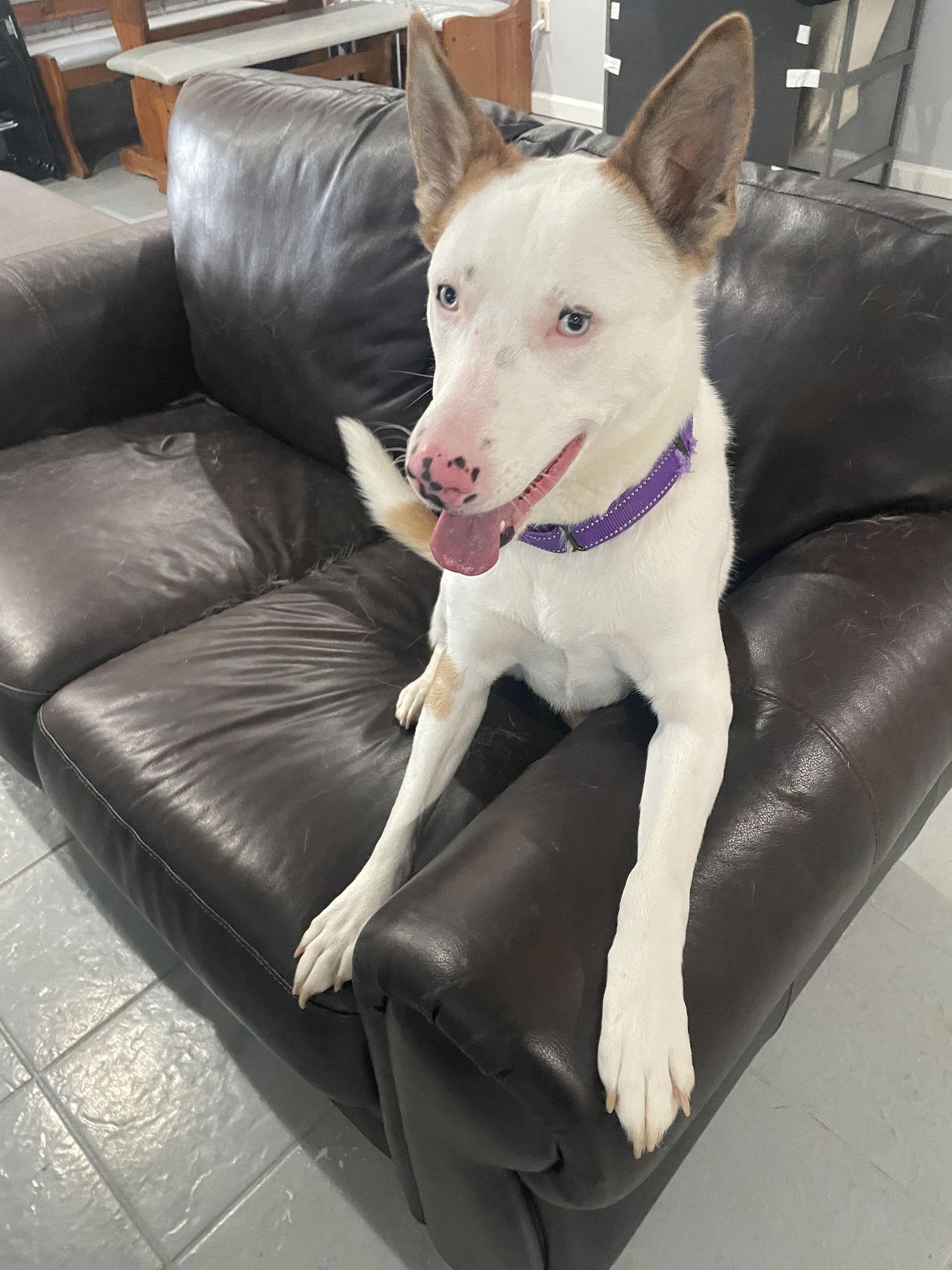 Enlarge Rosalyn, a Adoptable Shepherd in Chester, NJ image 2/3