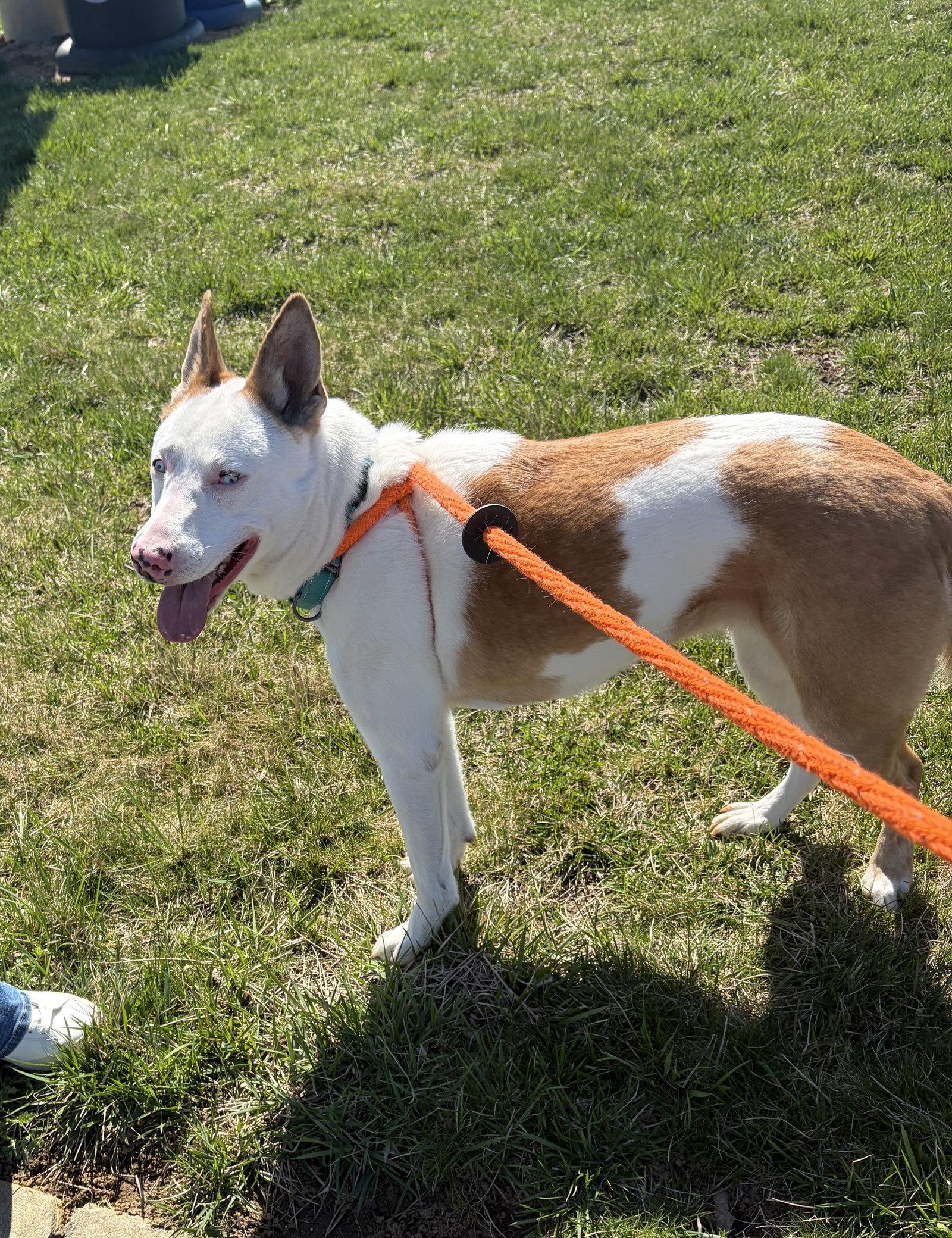Enlarge Rosalyn, a Adoptable Shepherd in Chester, NJ image 2/3